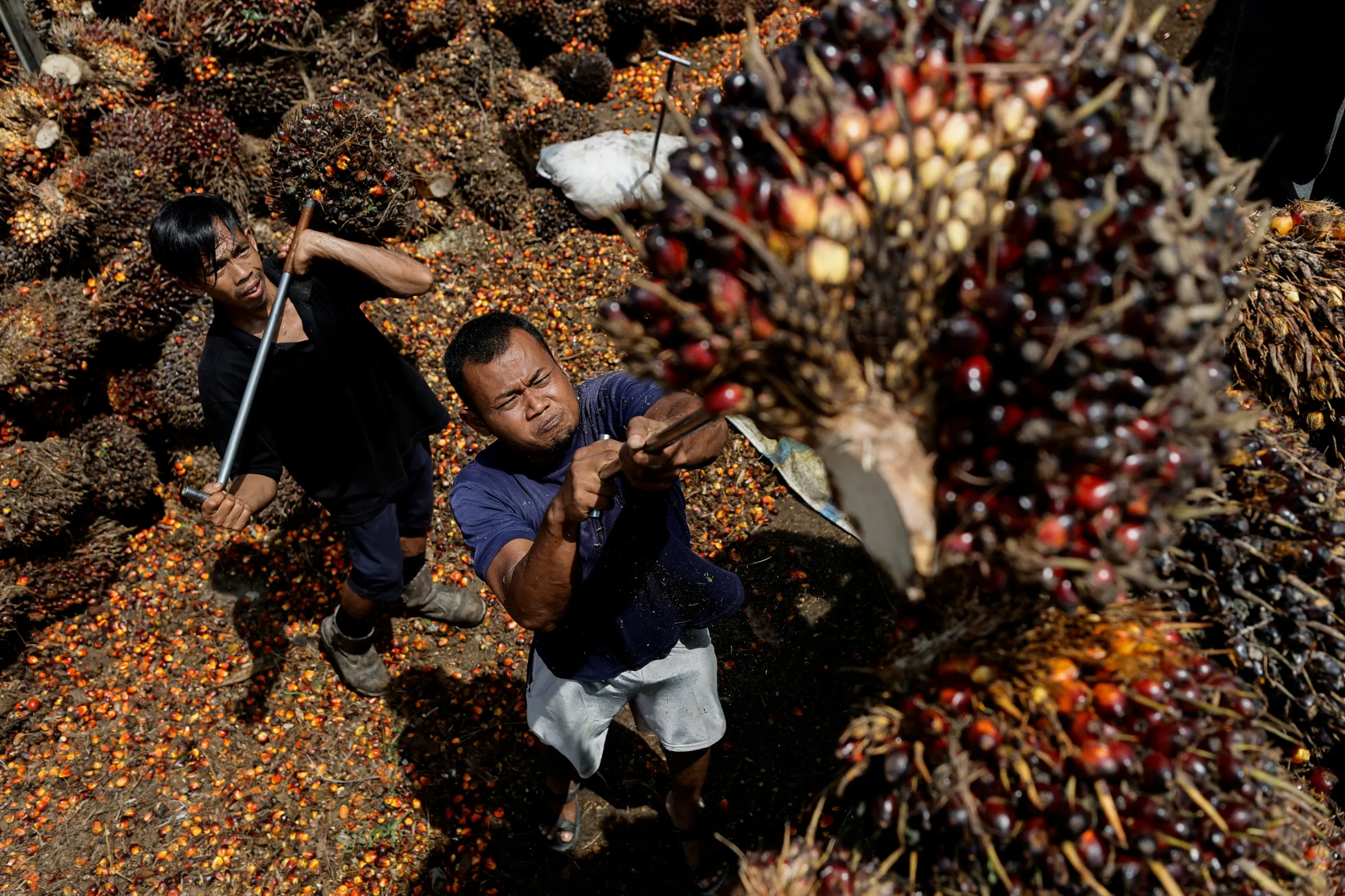 Workers load palm oil fresh fruit bunches to be transported from the collector site to CPO factories in Pekanbaru, Riau province, Indonesia, April 27, 2022