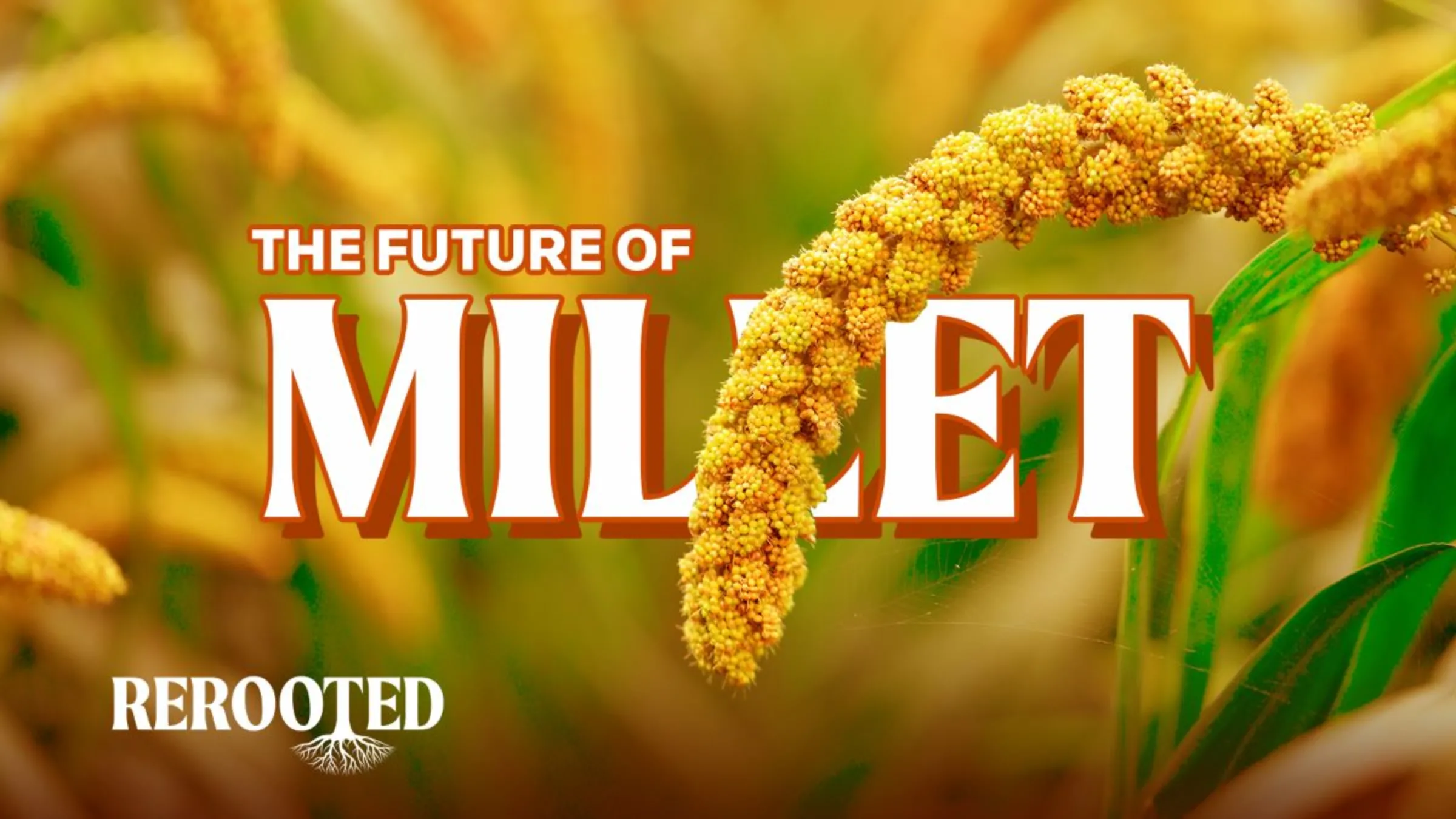 Millet hangs over text reading 'THE FUTURE OF MILLET' in this illustration picture. Thomson Reuters Foundation/Karif Wat
