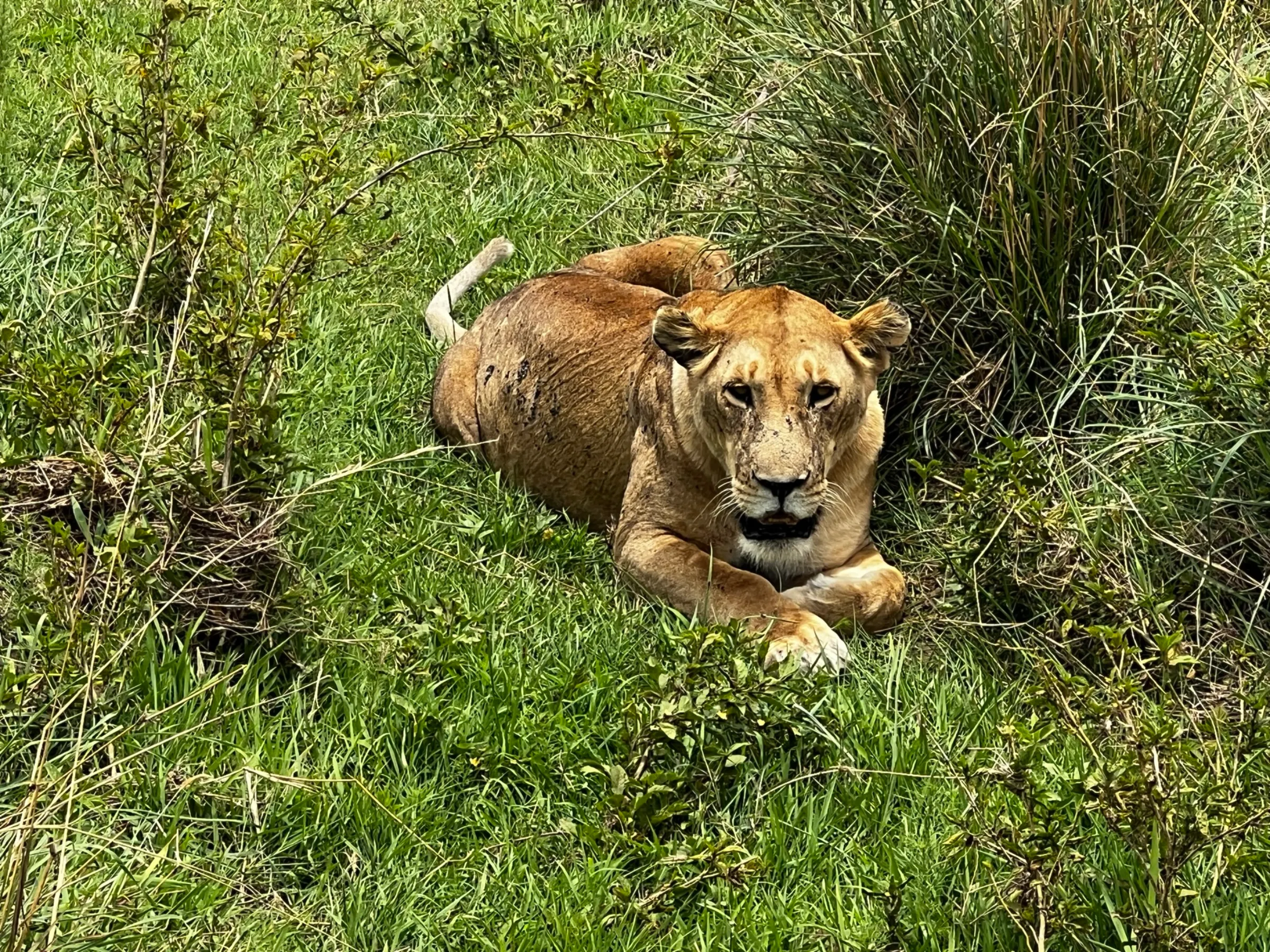 A lioness at the Maasai Mara National Reserve, in Kenya on Sept 28 2022. THOMSON REUTERS FOUNDATION/Nita Bhalla