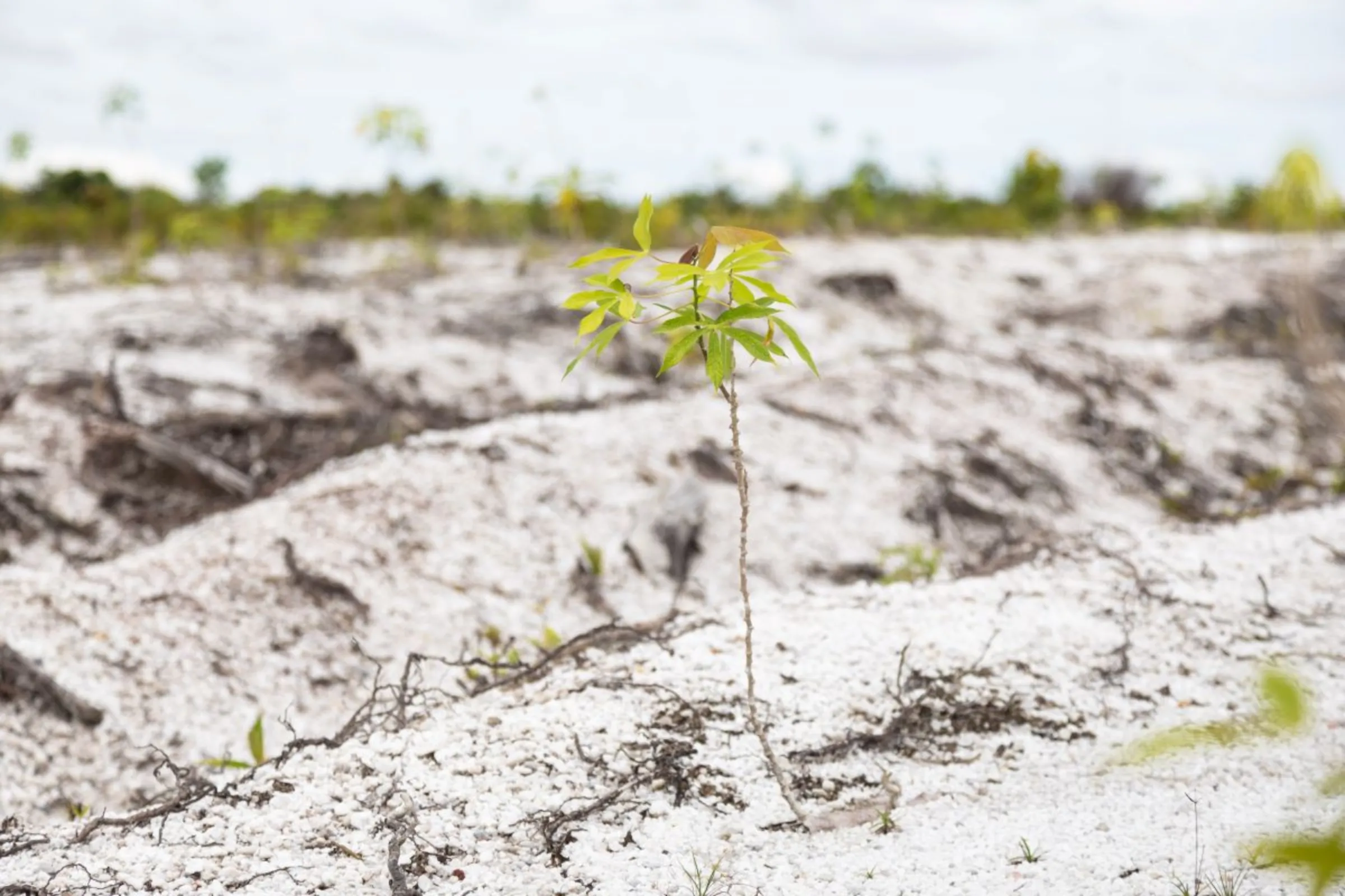 A stunted cassava plant in the food estate area in Central Kalimantan, Indonesia on June 20, 2023. The site has been left barren since the project stopped. Thomson Reuters Foundation/Irene Barlian