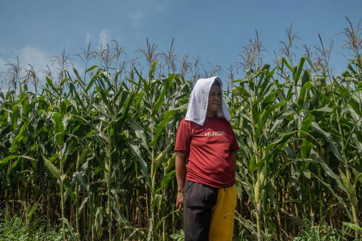 Farmer Merlita Gallardo stands in a field of corn, which she is growing to support her family after their onion crops were destroyed by armyworm, in Bayambang, Philippines, May 14, 2022