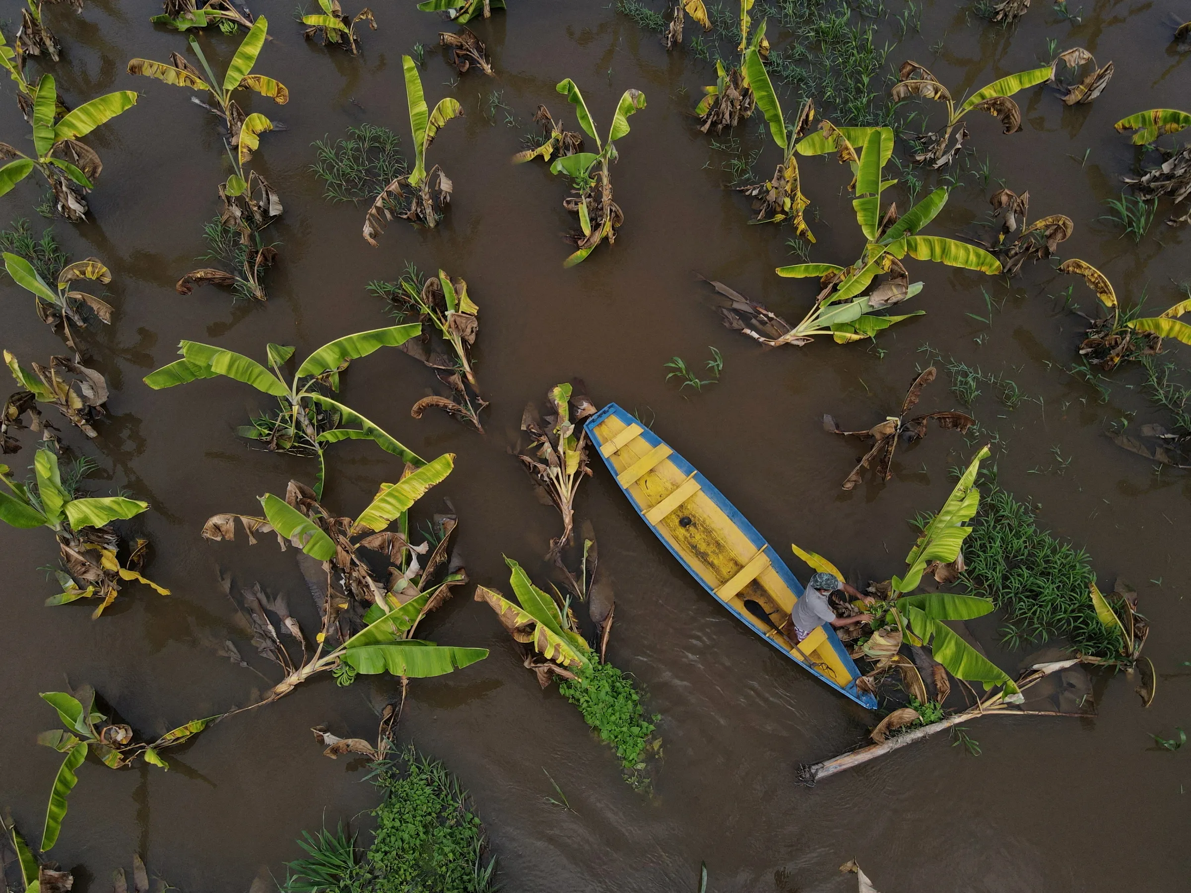 A farmer collects bananas in his flooded plantation