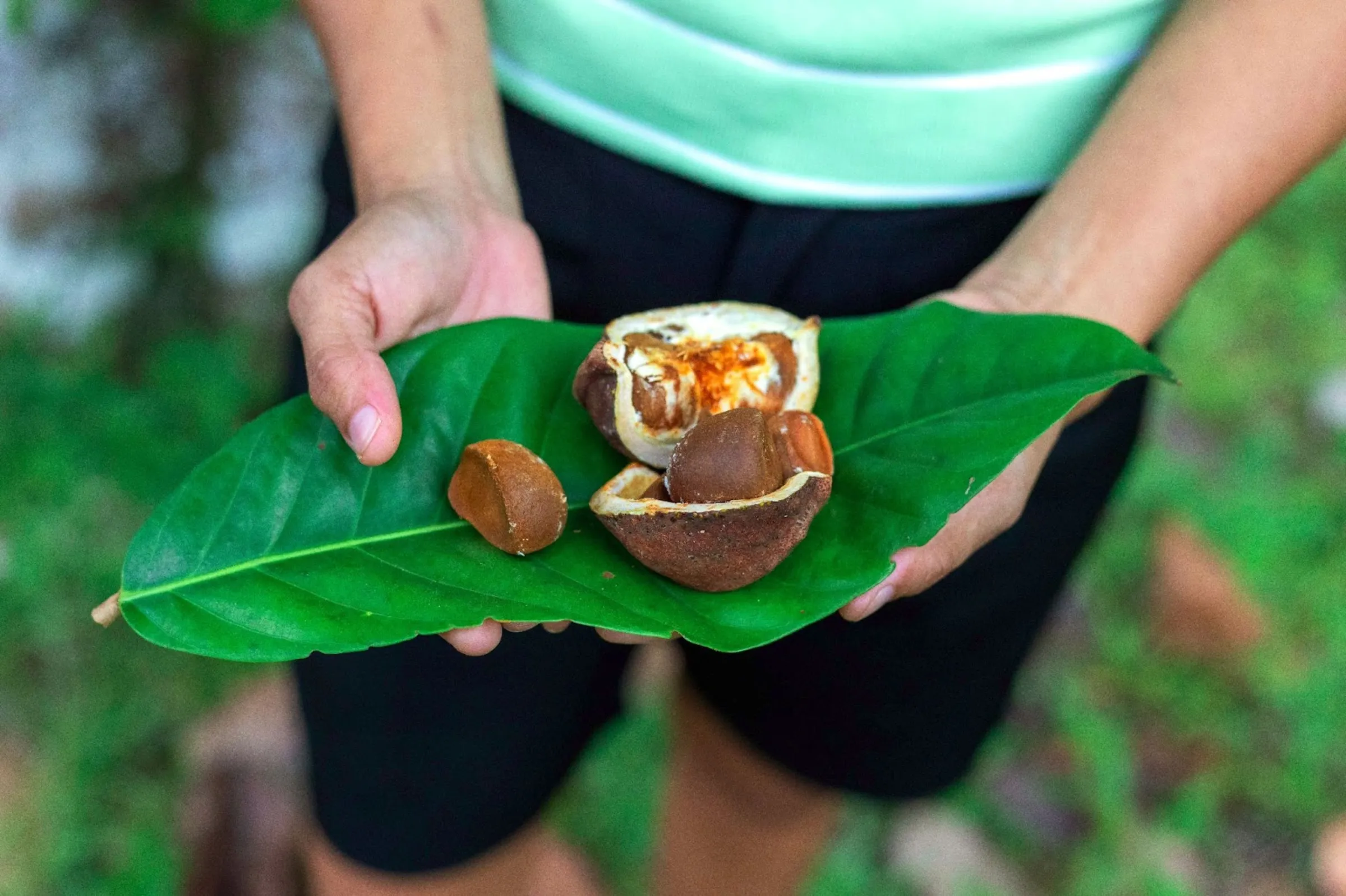 Elisângela Barbosa shows an open andiroba fruit, used to make cosmetics, in RDS Puranga Conquista, Manaus, Brazil, March 13, 2025. Nathalie Brasil/Thomson Reuters Foundation