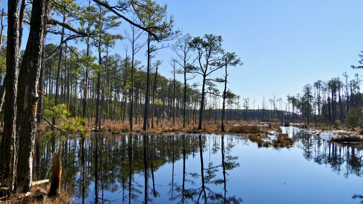 Trees are reflected in a saltwater marsh at Robinson Neck Preserve in Dorchester County, Maryland, where marsh migration is creating ghost forests, in 2022. Matt Kane at The Nature Conservancy/Handout via Thomson Reuters Foundation