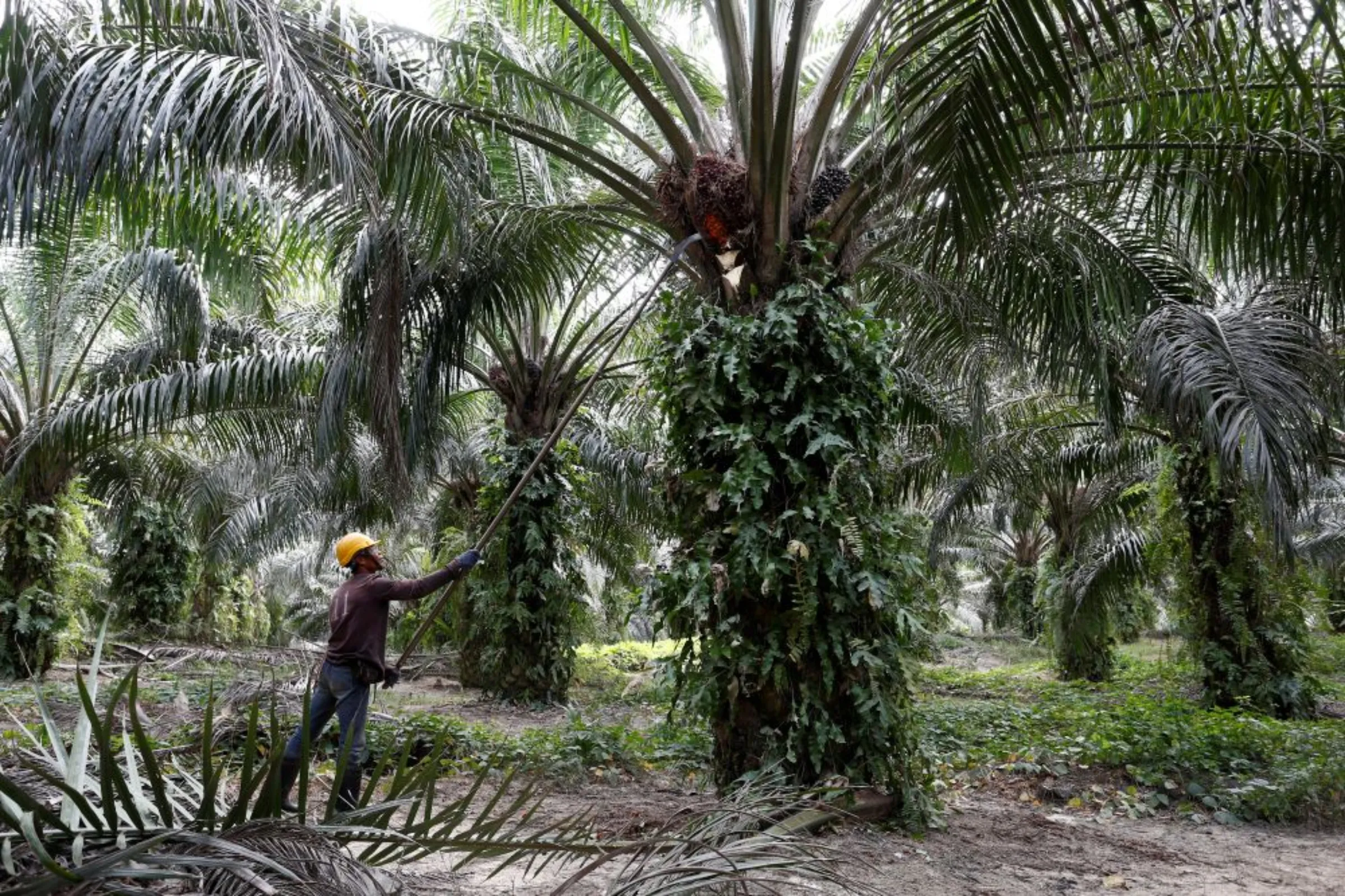 A worker collects palm oil fruits at a plantation in Bahau, Negeri Sembilan, Malaysia January 30, 2019