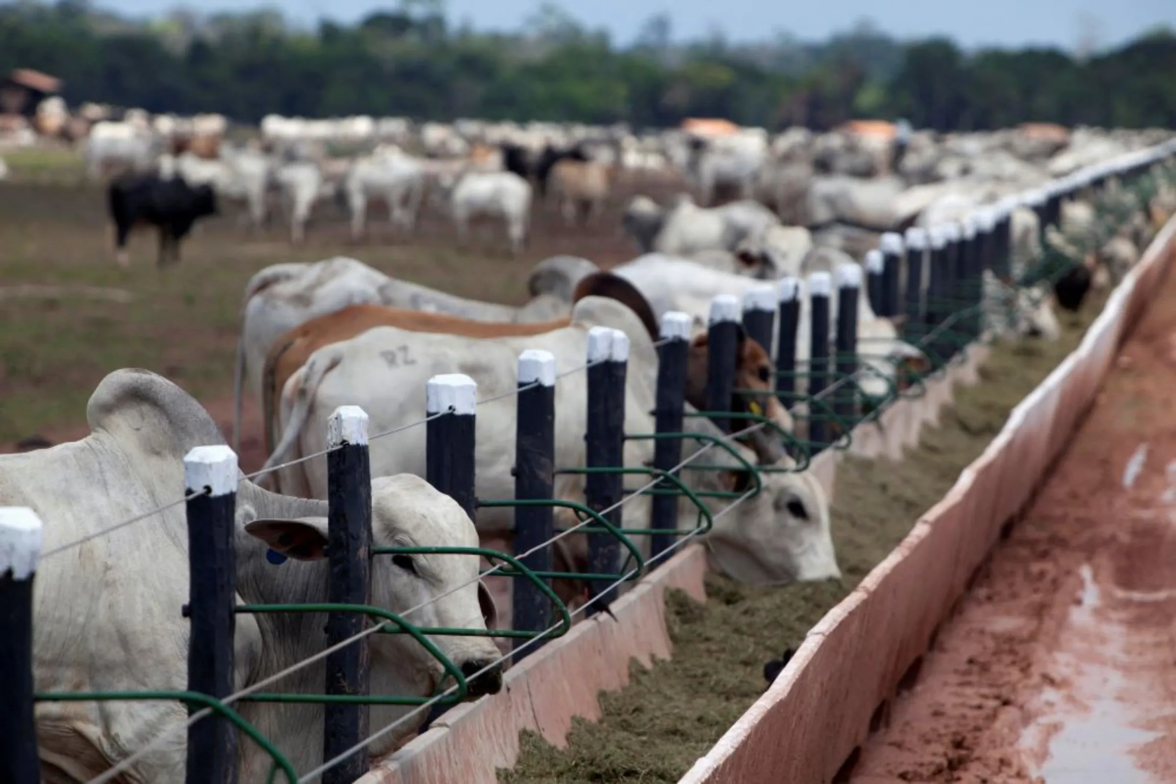 Cattle stand in pens where they arrived from different ranches in the Amazon basin before being trucked to a port for export overseas, in Moju, Para state, near the mouth of the Amazon river, November 7, 2013