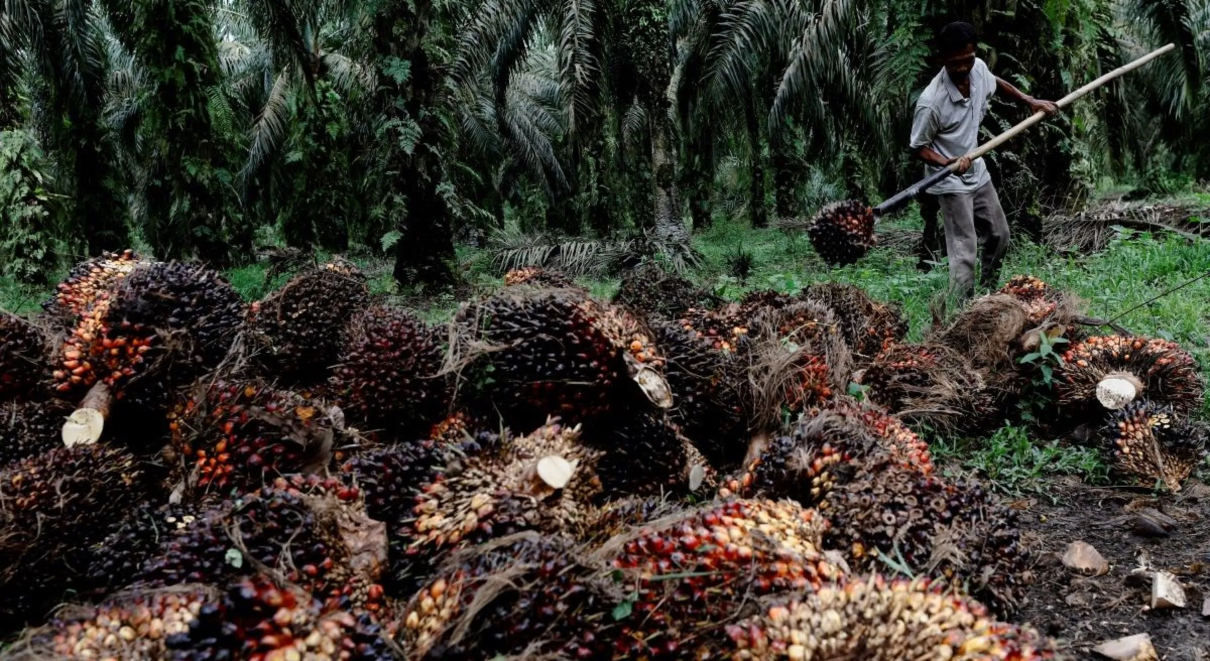 A worker collects fresh fruit bunches during harvest at a palm oil plantation in Kampar regency, in Riau province, Indonesia, April 26, 2022
