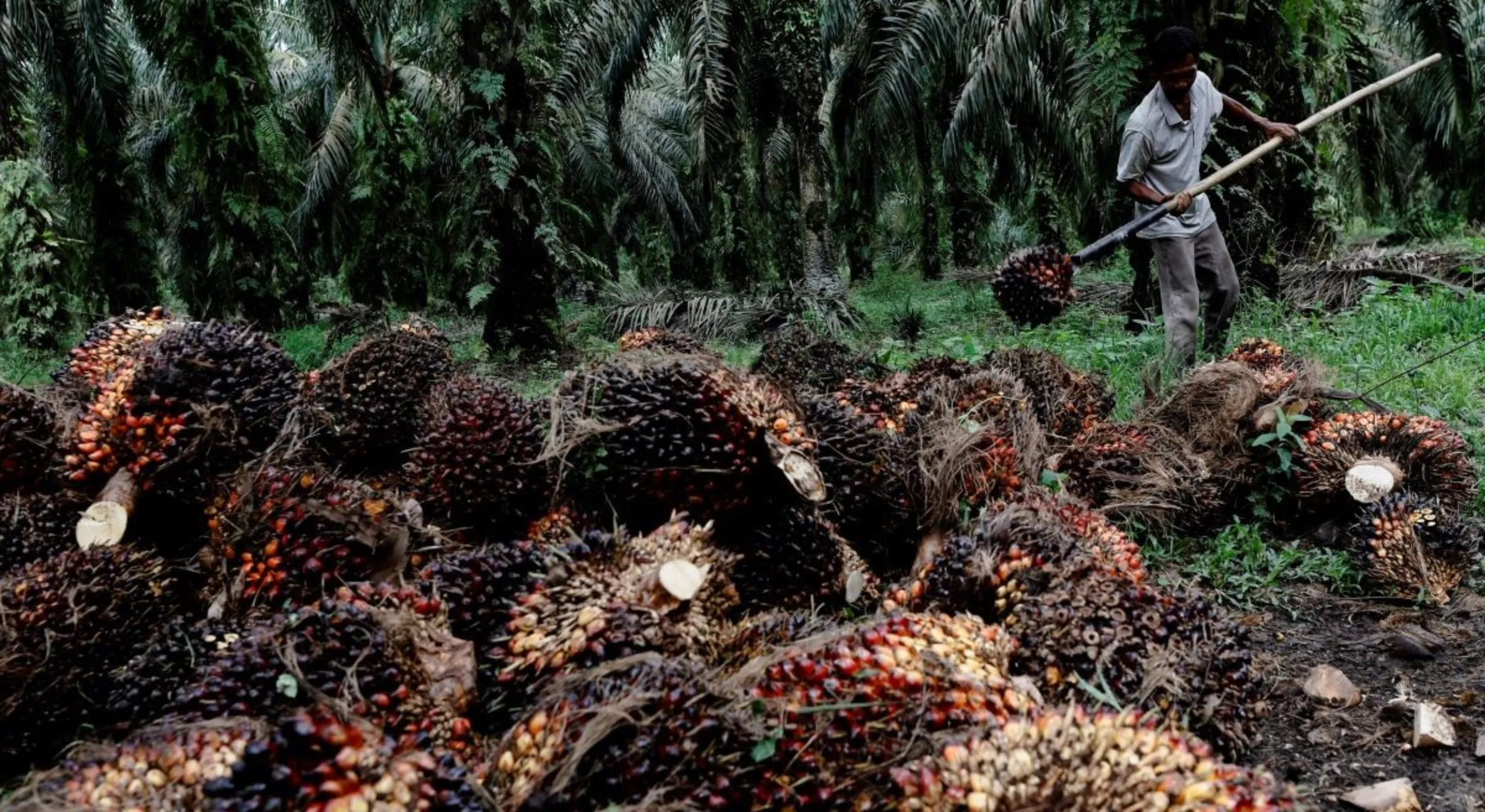 deforestation up 20% in past year, environmental watchdog