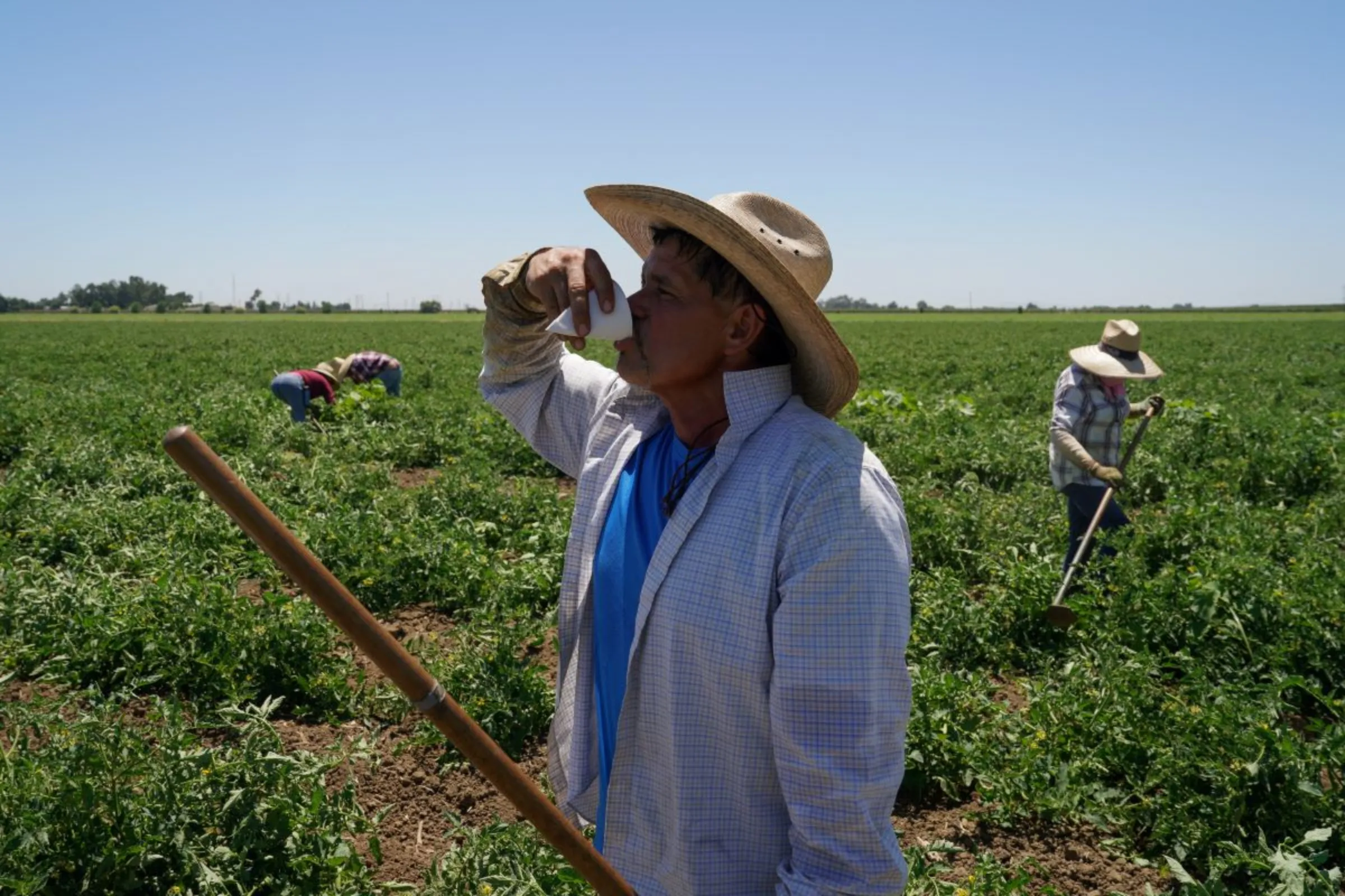 Agricultural worker Ernesto Hernandez takes a water break while enduring high temperatures in a tomato field, as a heat wave affects the region near Winters, California, U.S. July 13, 2023. REUTERS/Loren Elliott