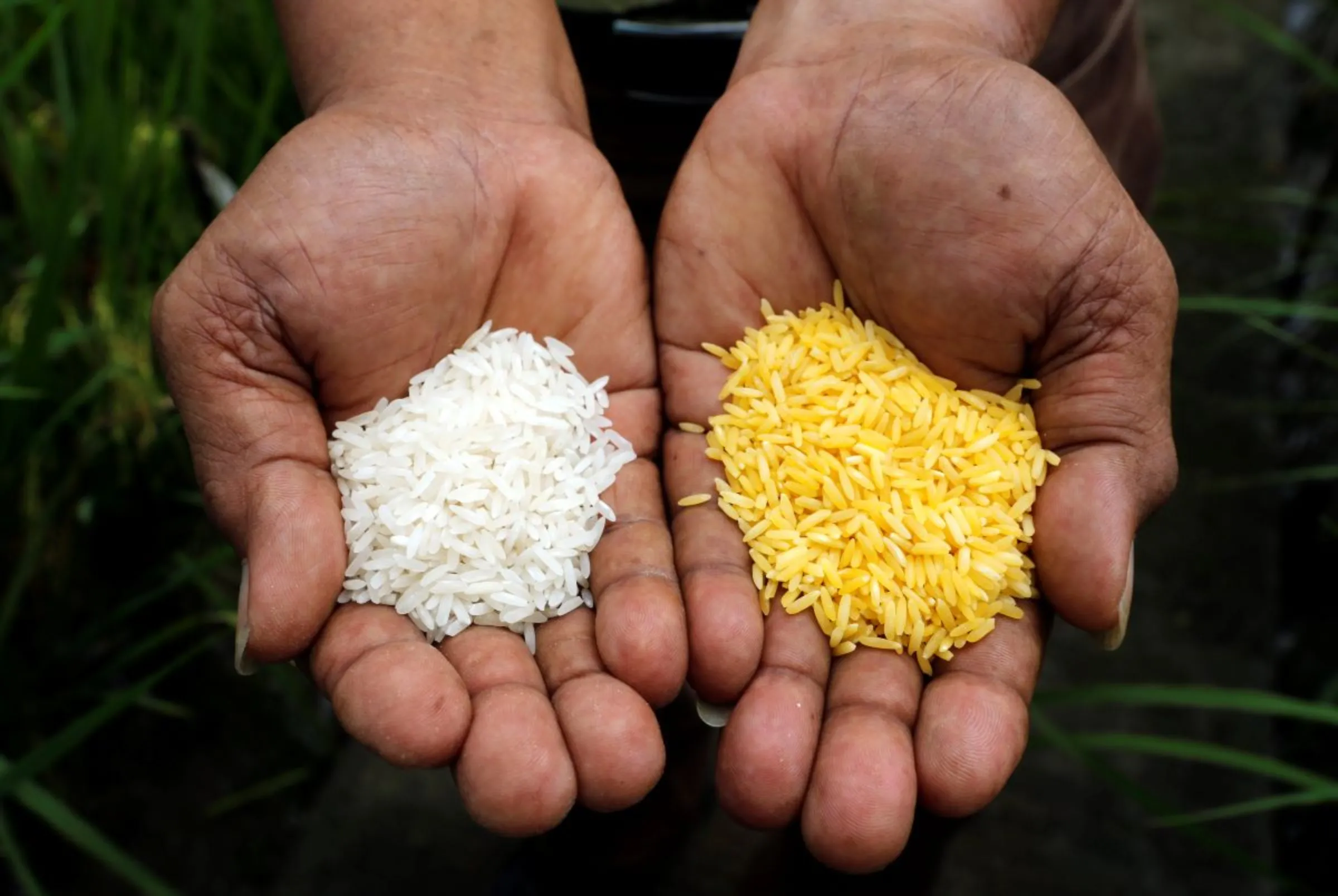 A scientist shows 'Golden Rice' (R) and ordinary rice at the International Rice Research Institute in Los Banos, Laguna south of Manila, August 14, 2013. REUTERS/Erik De Castro
