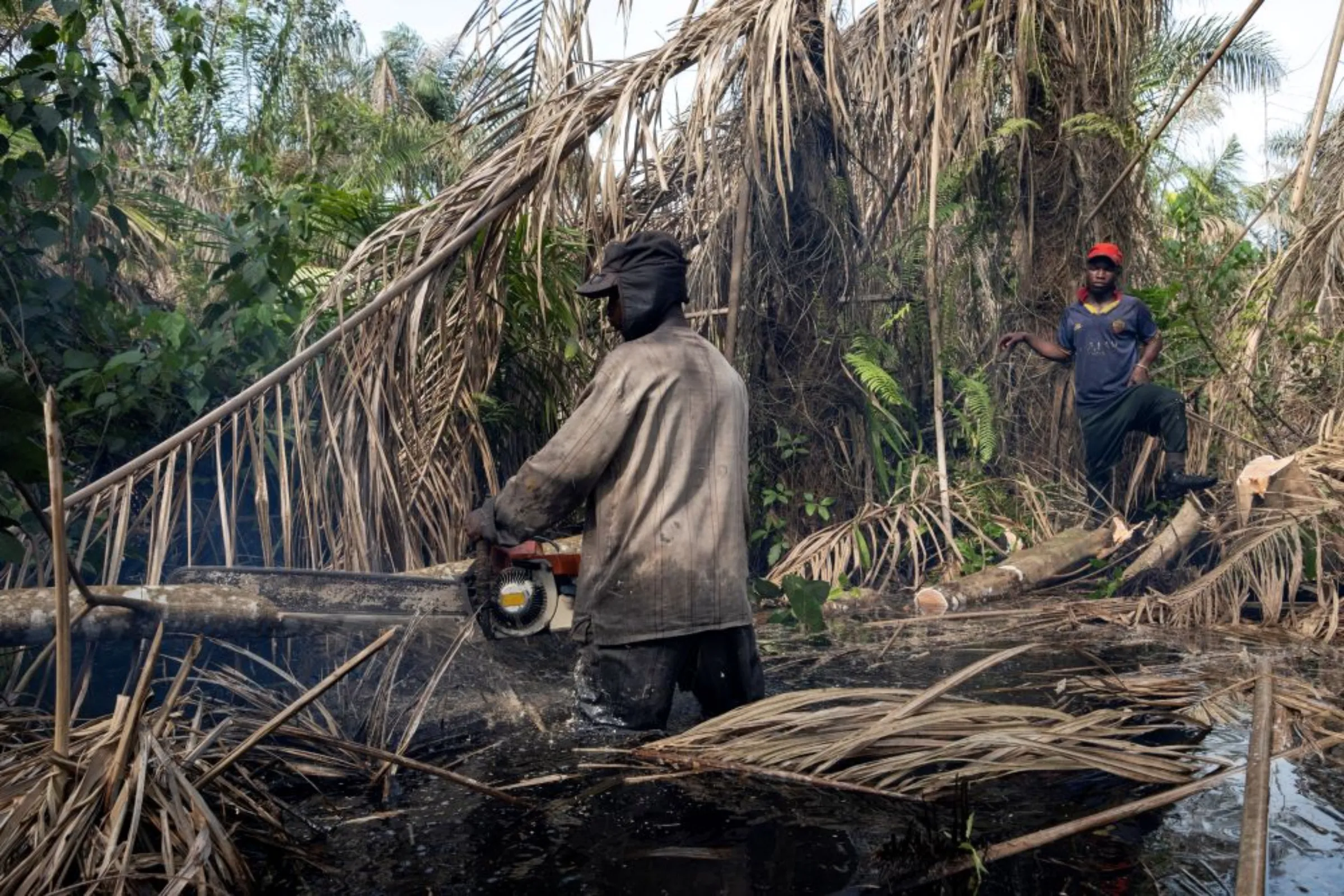 A man cuts a felled tree as his friend watches, in the forest in Ipare, Ondo State, Nigeria, October 12, 2021