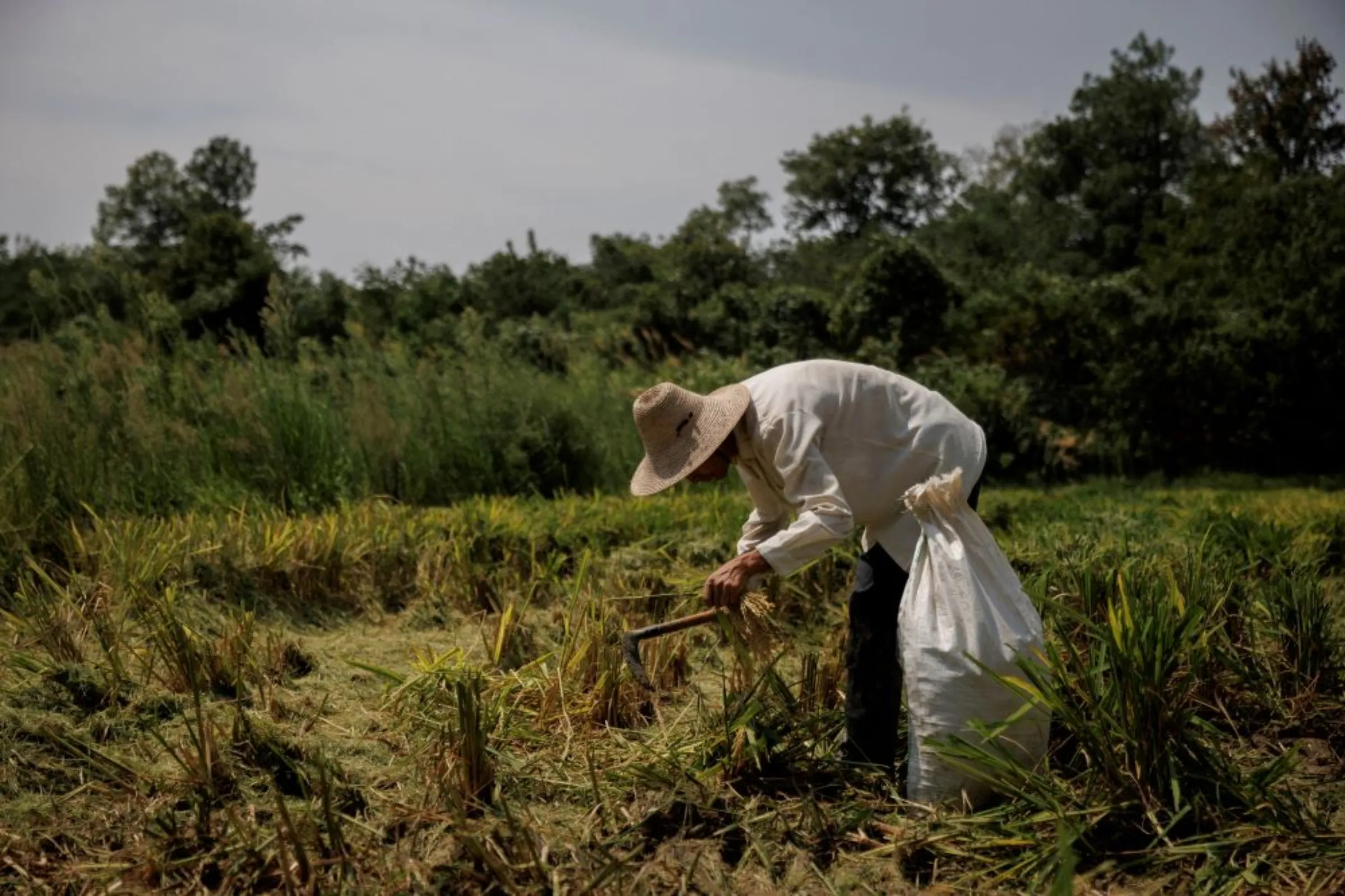 A farmer picks ears of rice left over by a paddy harvester as the region experiences a drought outside Jiujiang city, Jiangxi province, China, August 27, 2022