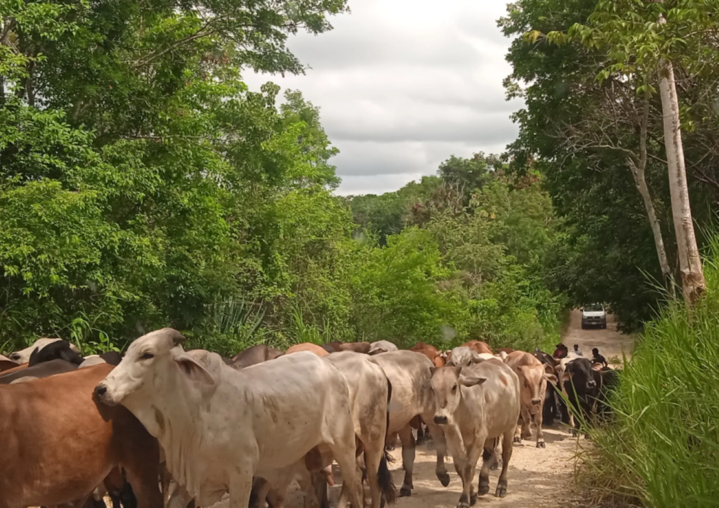 Illegal cattle ranching in the Maya Biosphere Reserve, Peten, Guatemala. September 13, 2023