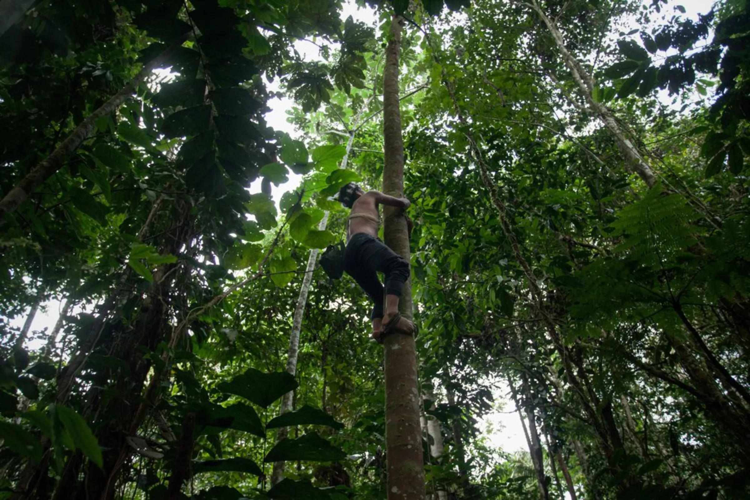 Bird hunter Carlos Enqueri, from the Waorani of Pastaza indigenous group, climbs a tree in the Amazon rainforest in the province of Pastaza, Ecuador, on April 25, 2022