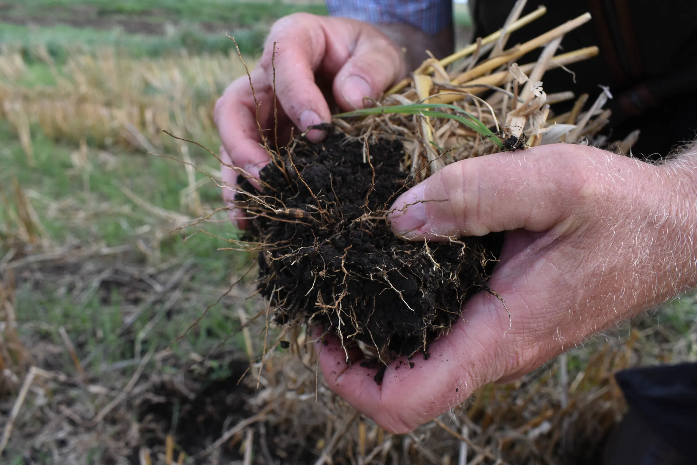 Farmer Stephen Briggs looks for beneficial fungi in the soil, which he says has increased since he transitioned his farm to an organic agroforestry system, near Peterborough, east England, September 7, 2022. Thomson Reuters Foundation/Rachel Parsons