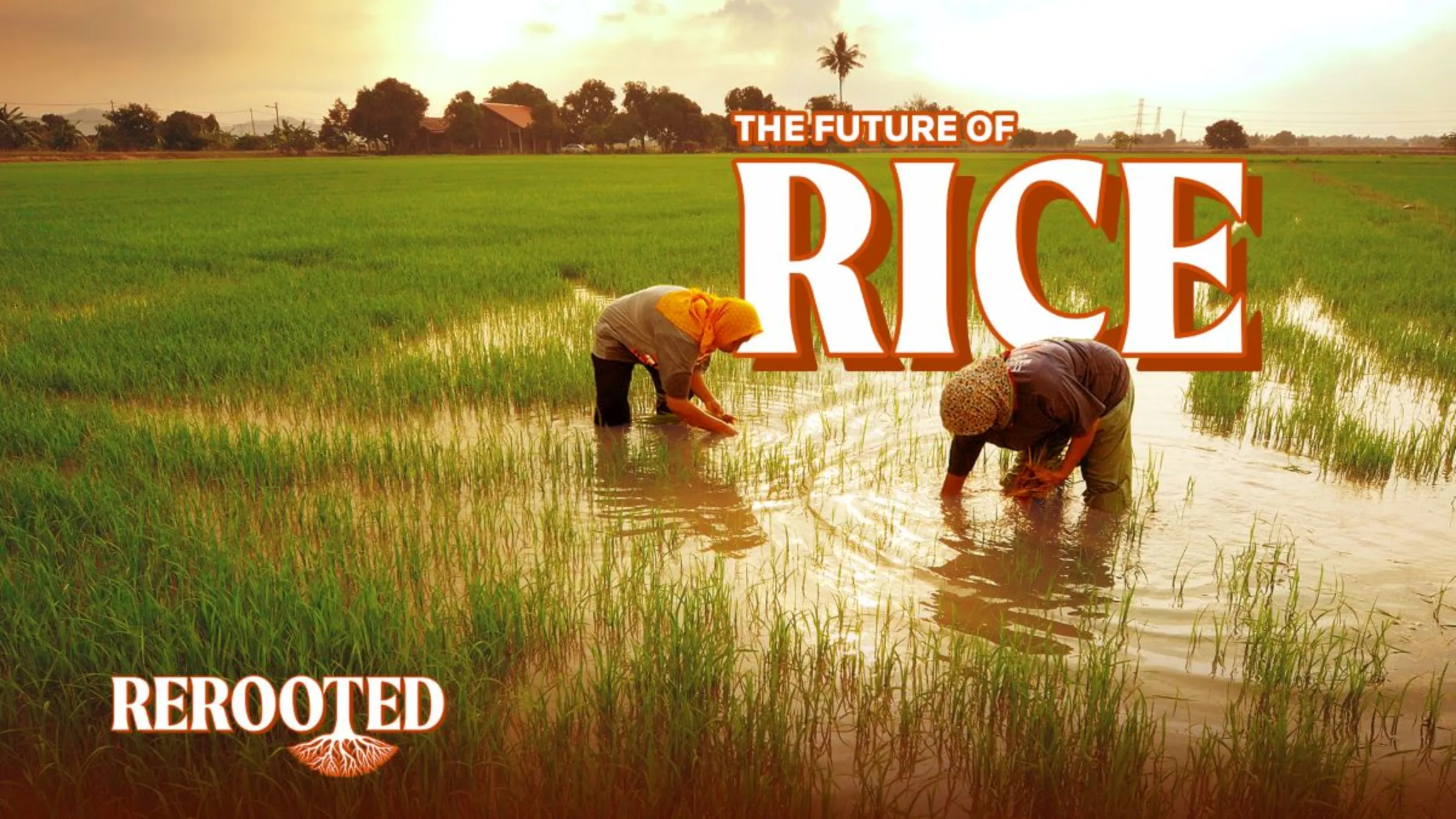 Farmers work in a rice field in this illustration for the Context series Rerooted. Thomson Reuters Foundation