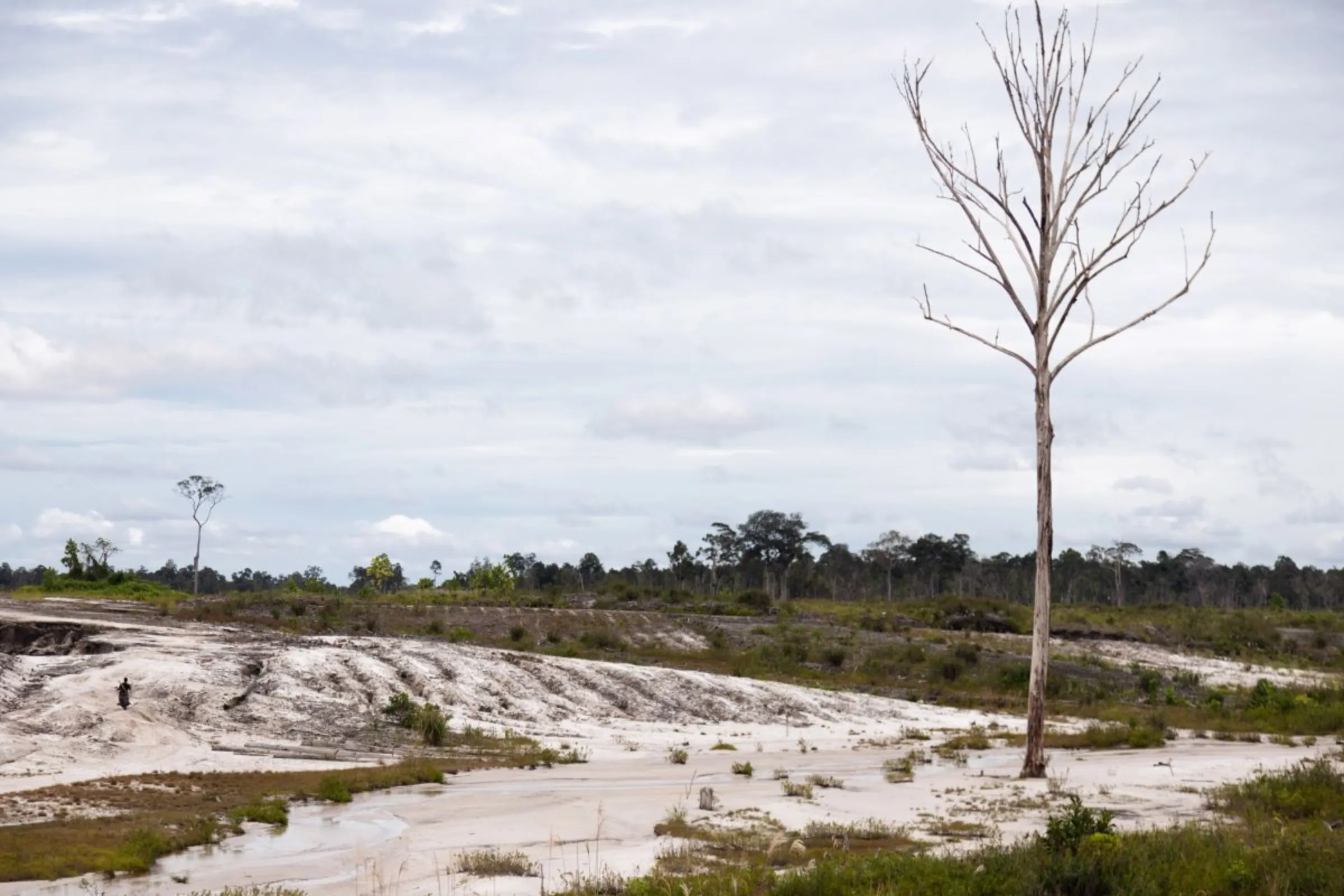 A man rides a motorcycle at the food estate area in Central Kalimantan, Indonesia on June 20, 2023. Thomson Reuters Foundation/Irene Barlian