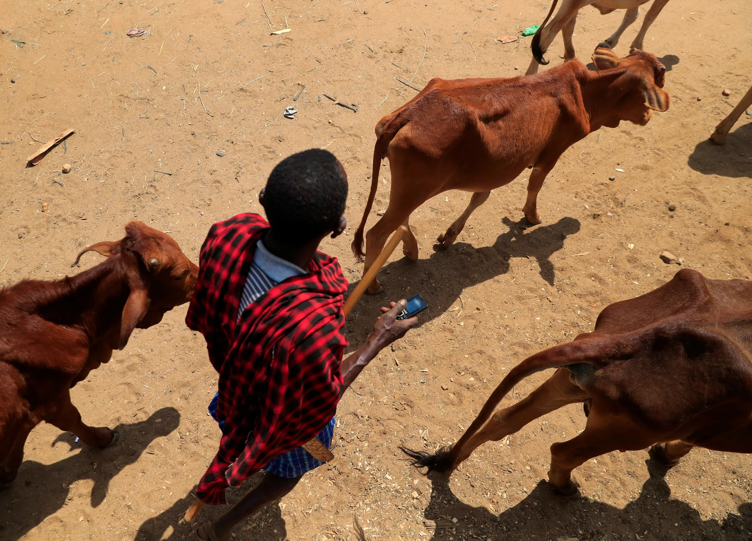 A member of the Maasai pastoralist community escorts his emaciated cows affected by the worsening drought due to the failed rainy season, at a livestock market in Ilbisil settlement of Kajiado, Kenya October 17, 2022. REUTERS/Thomas Mukoya