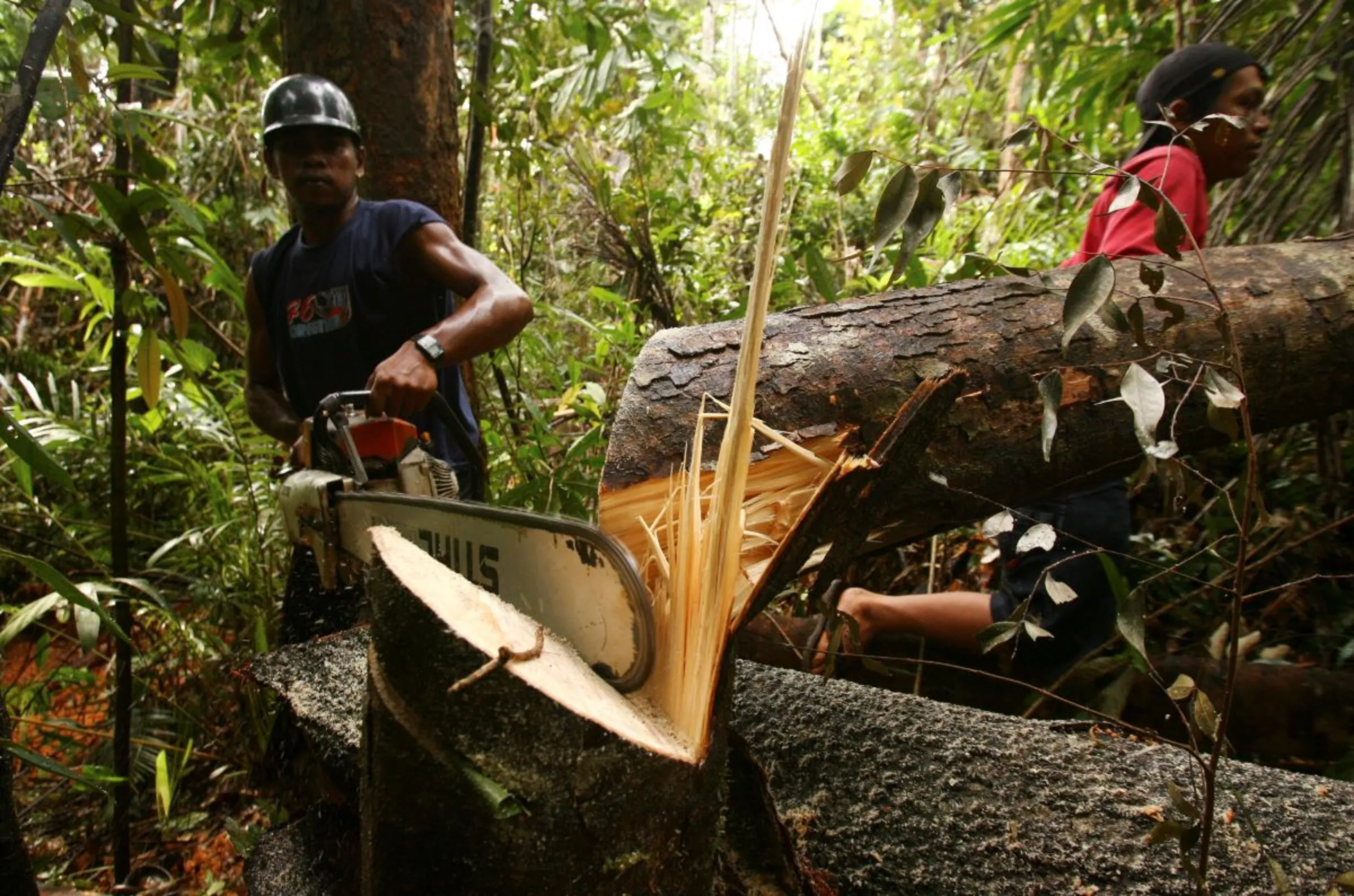 A villager illegally cuts down a tree in a forest in the North Kolaka district of Indonesia's South Sulawesi province November 5, 2010. REUTERS/Yusuf Ahmad