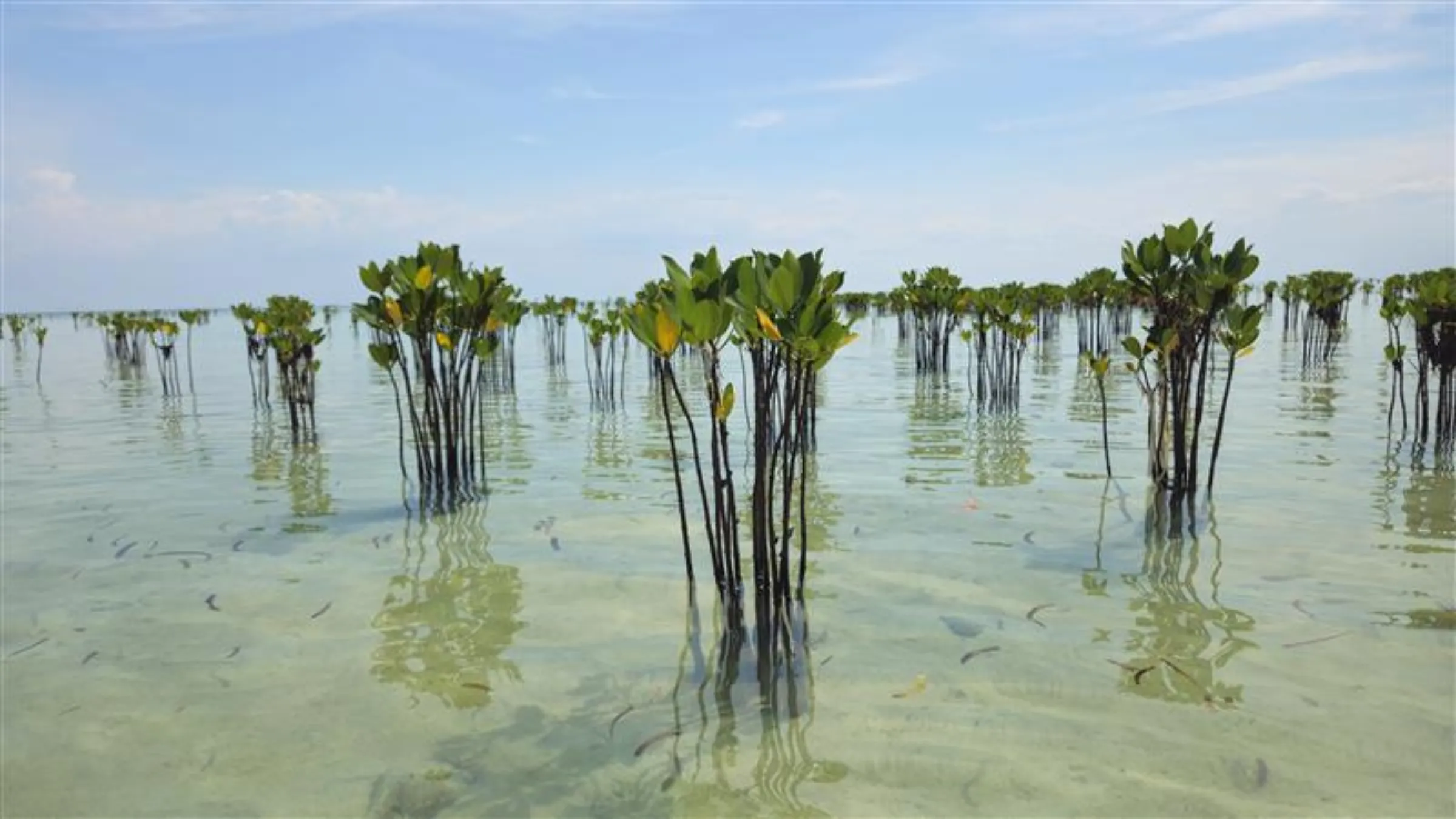 Rows of young mangrove seedlings grow in shallow coastal waters at Rengge Beach, Pari Island, North Jakarta, Indonesia, October 31, 2025. /Leo Galuh