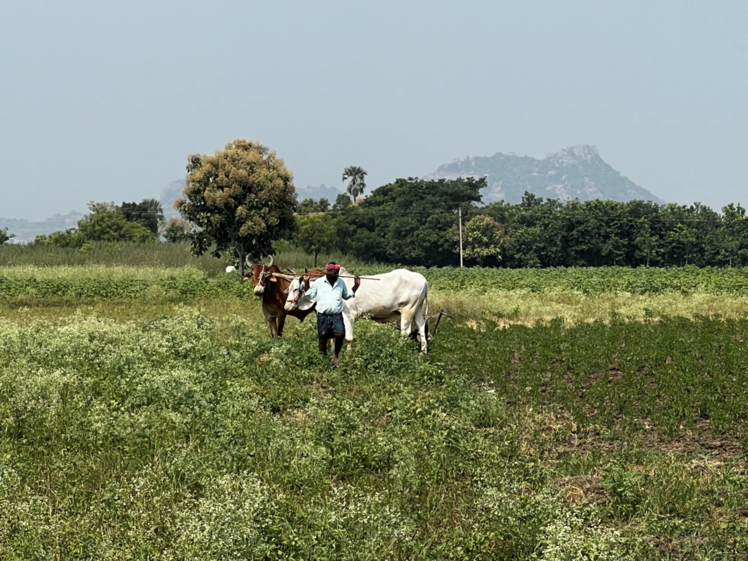 A farmer in southern Indian state of Telangana ploughing his land with a pair of oxen. Warangal, India, October 19, 2023