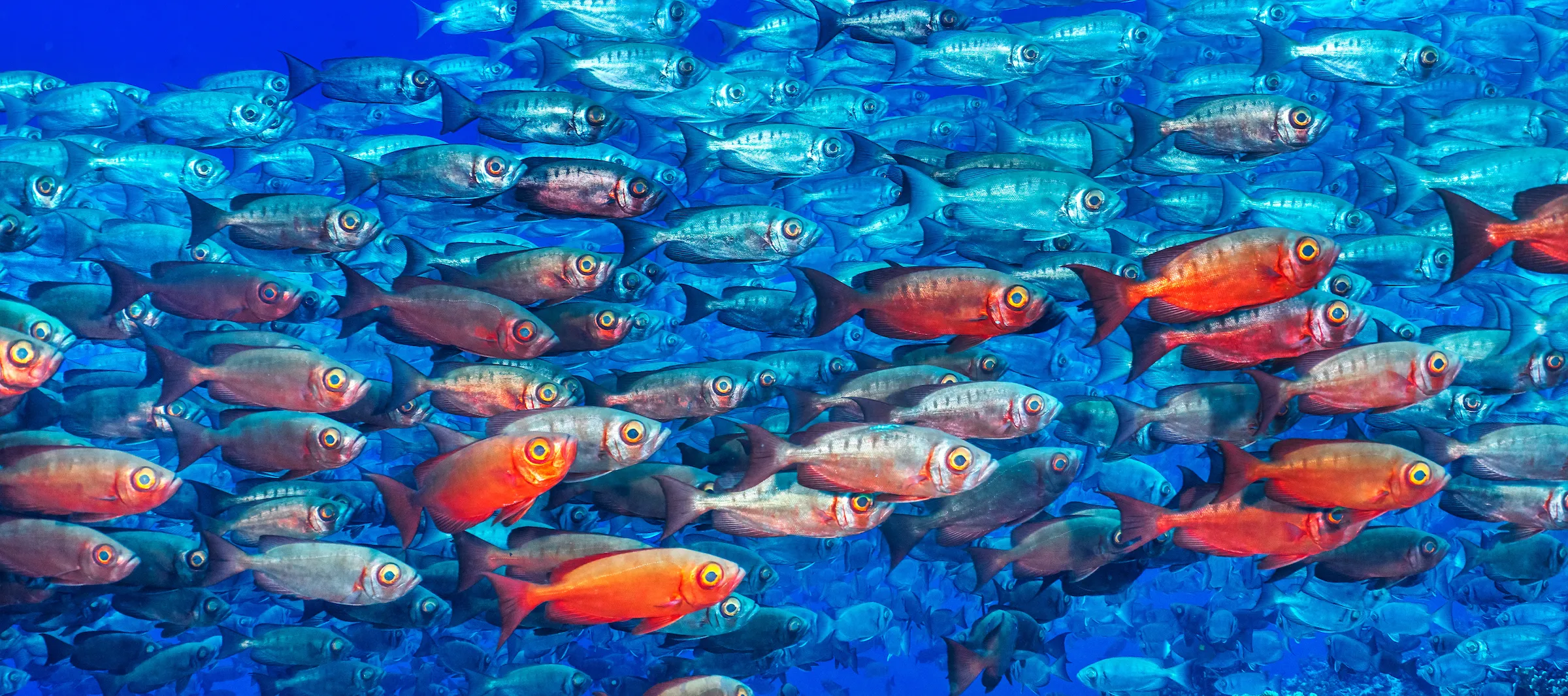 A photograph titled 'Big Eyes' by Cristina Mittermeier, taken in French Polynesia in 2023. Cristina Mittermeier/C. Parker Gallery/Handout via Thomson Reuters Foundation