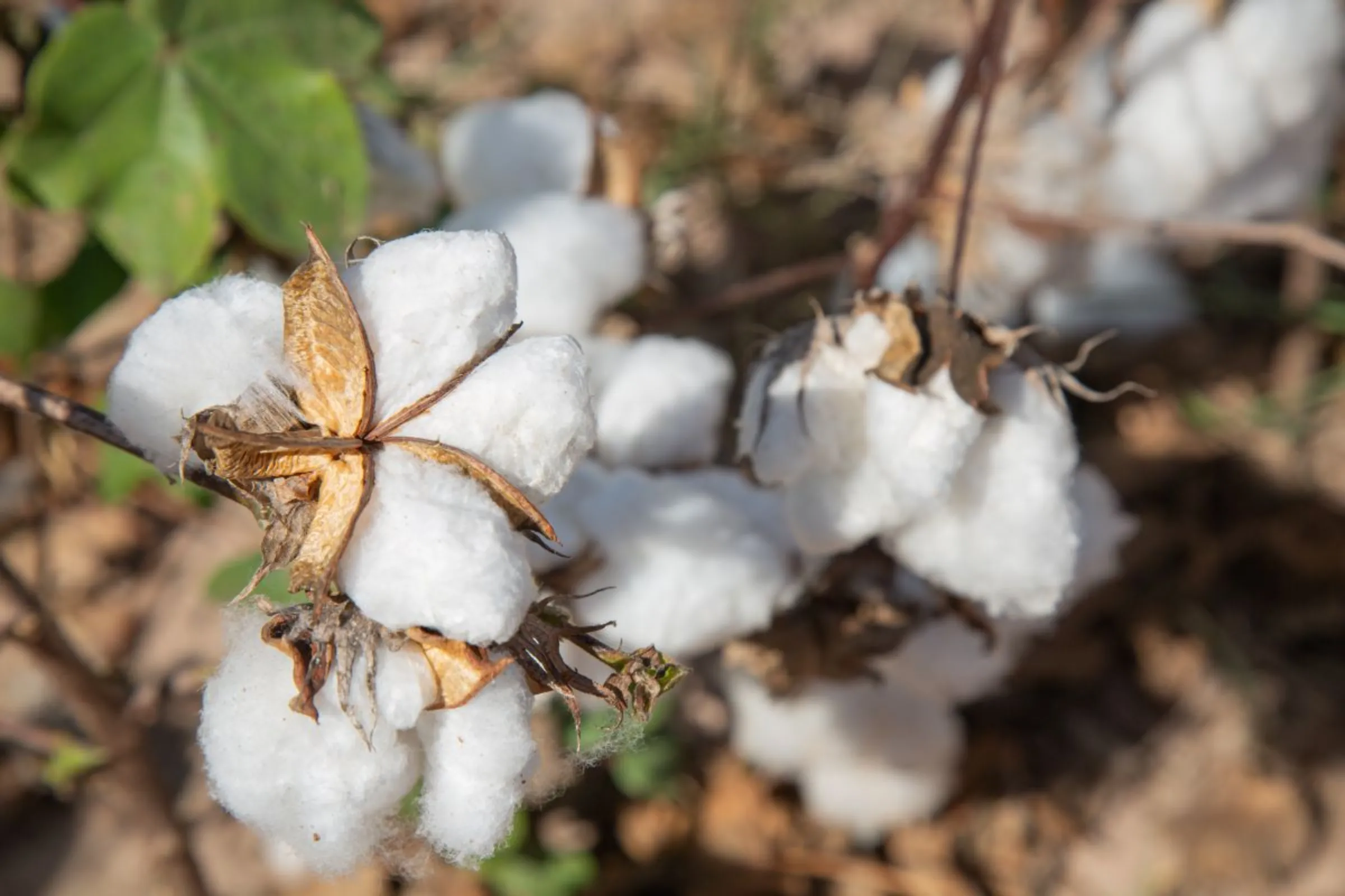 A cotton plant at a farm, where production is linked to environmental destruction and threatened water supplies, in Brazil. June, 2023. Thomas Bauer/Earthsight/Handout via Thomson Reuters Foundation