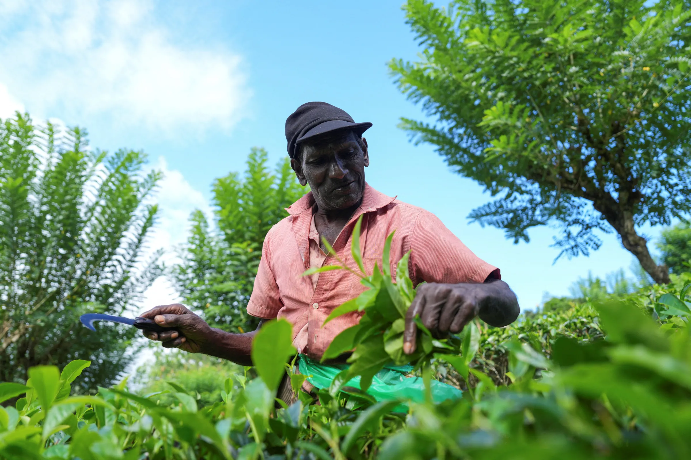 A tea picker plucks tea leaves at a plantation in the morning in Ratnapura, Sabaragamuwa Province, Sri Lanka, September 15, 2024. REUTERS/Thilina Kaluthotage