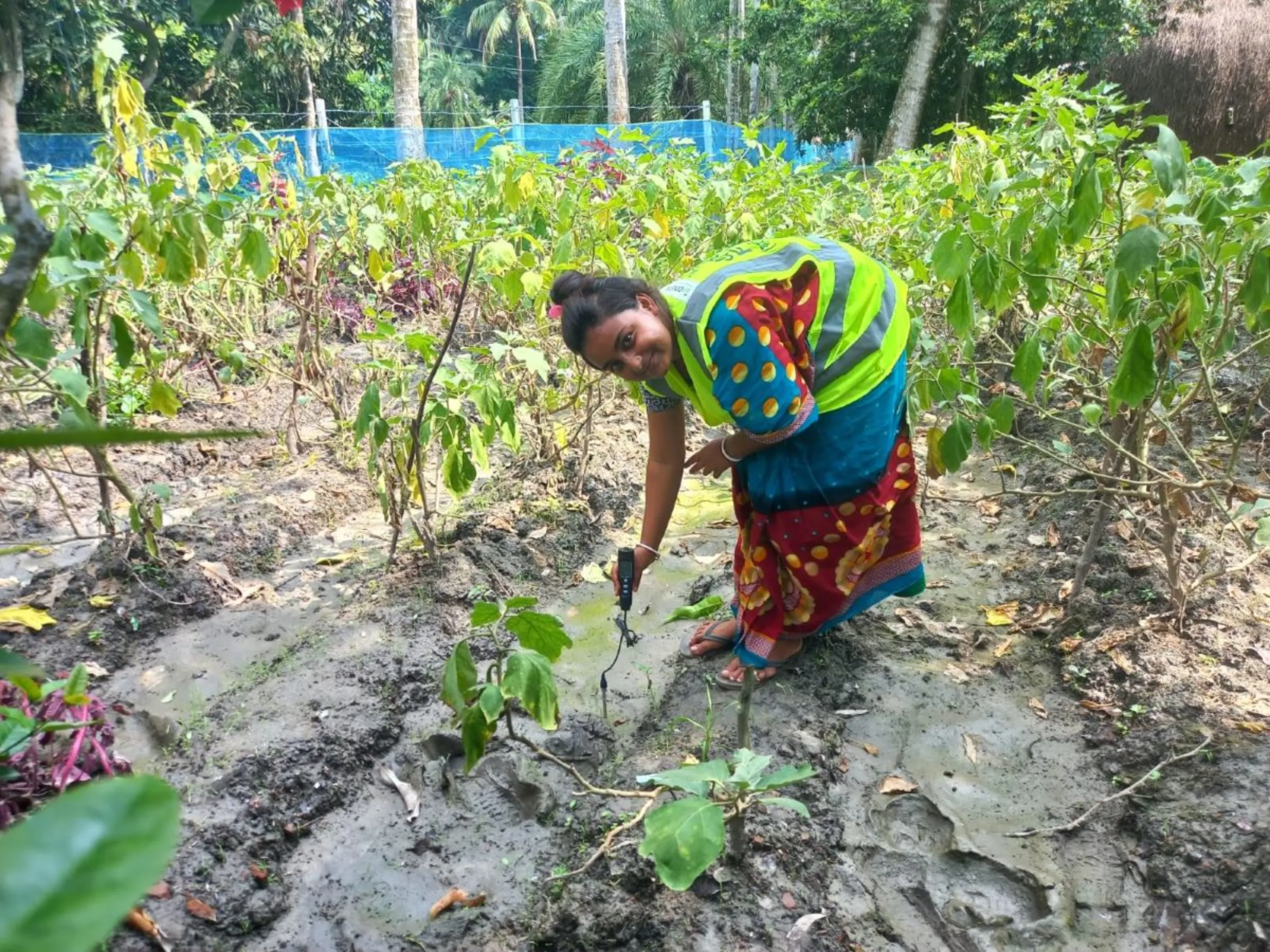 Mitu Baidya, a farmer come entrepreneur in Pankhali, Khulna, tests salinity and other soil quality measures with an EC metre provided by the development organisation Cordaid, Khulna, Bangladesh, August 17, 2023