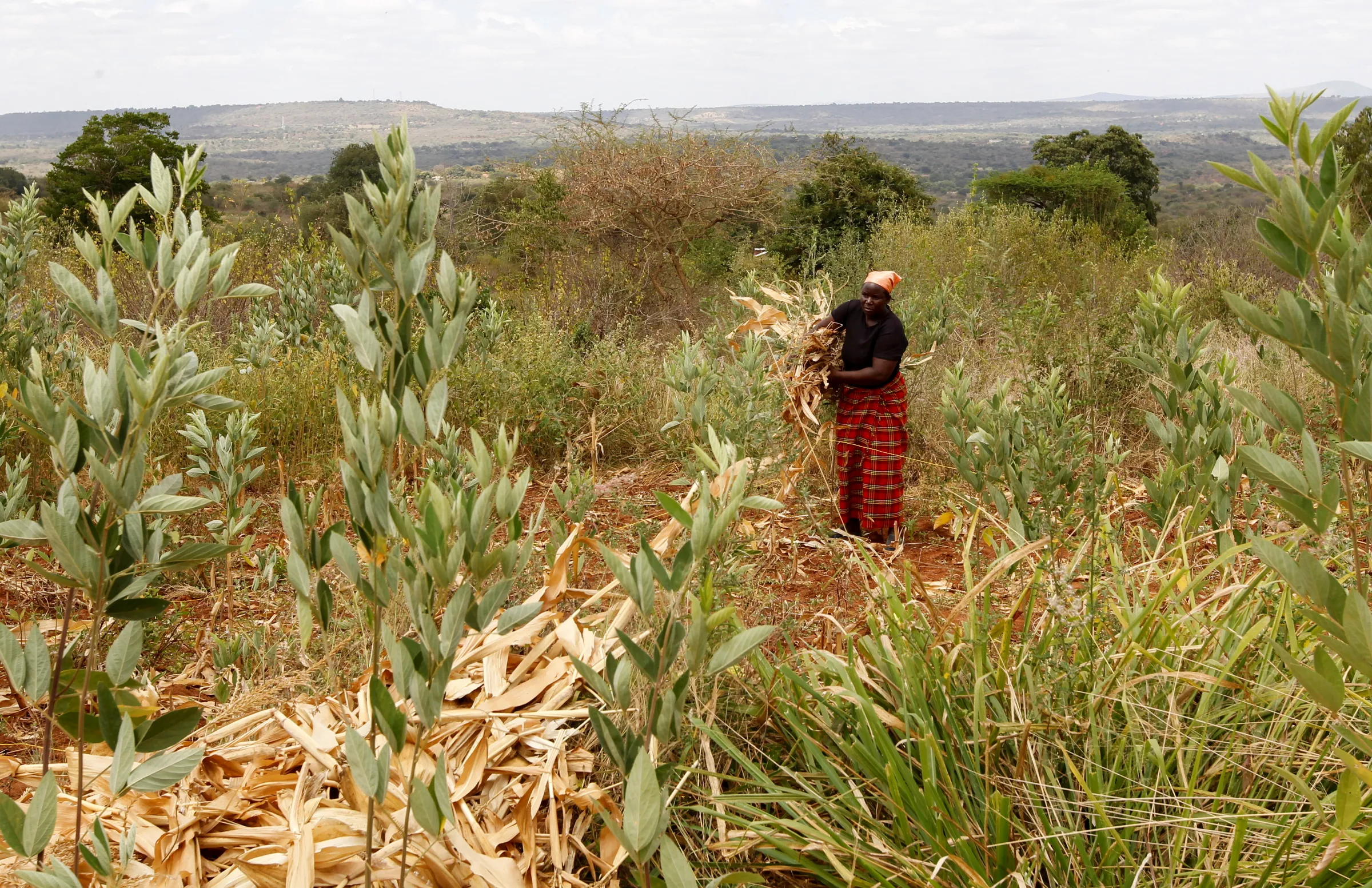 A woman works on her farm after harvesting her maize, in Kitui county, Kenya, March 17, 2021