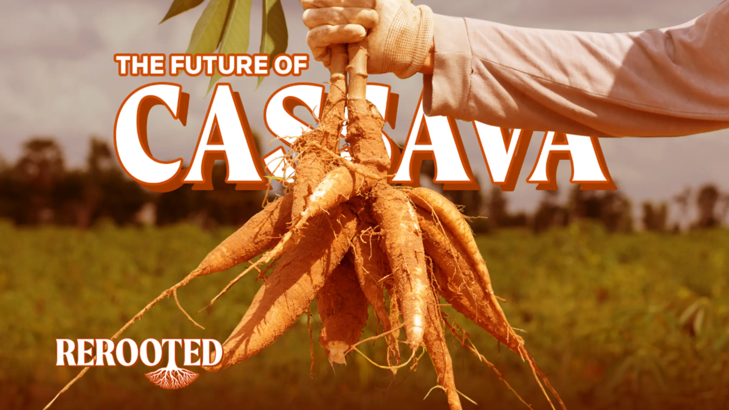 A farmer holds a cassava plant over the text 'THE FUTURE OF CASSAVA' with the text 'Context REROOTED' in the bottom left hand corner in this illustration picture. Thomson Reuters Foundation/Karif Wat