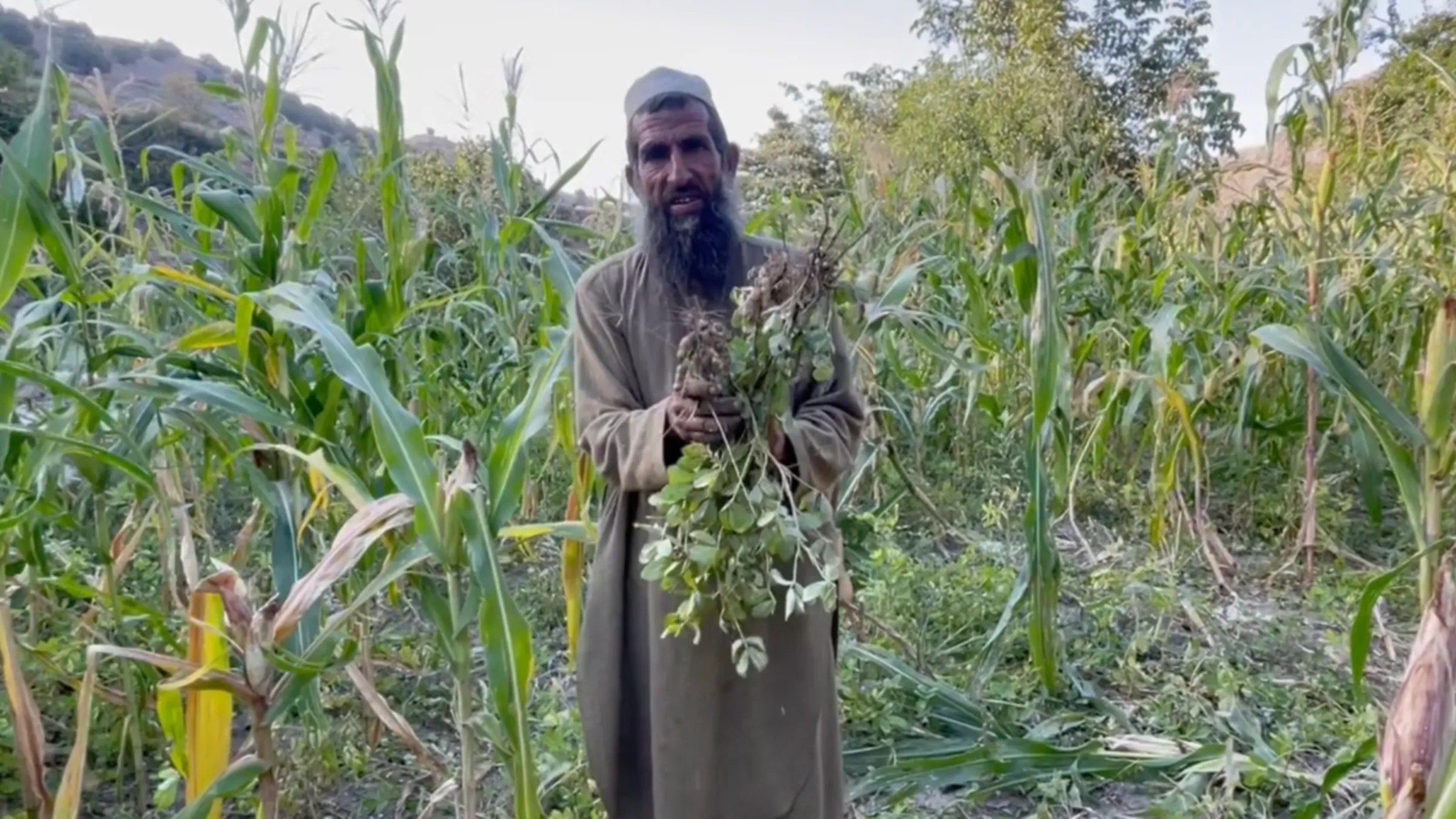 Farmer Ghulam Sakhi holds peanut plants grown in his fields in Haska Mina district in Nangarhar province, east Afghanistan, October 2023