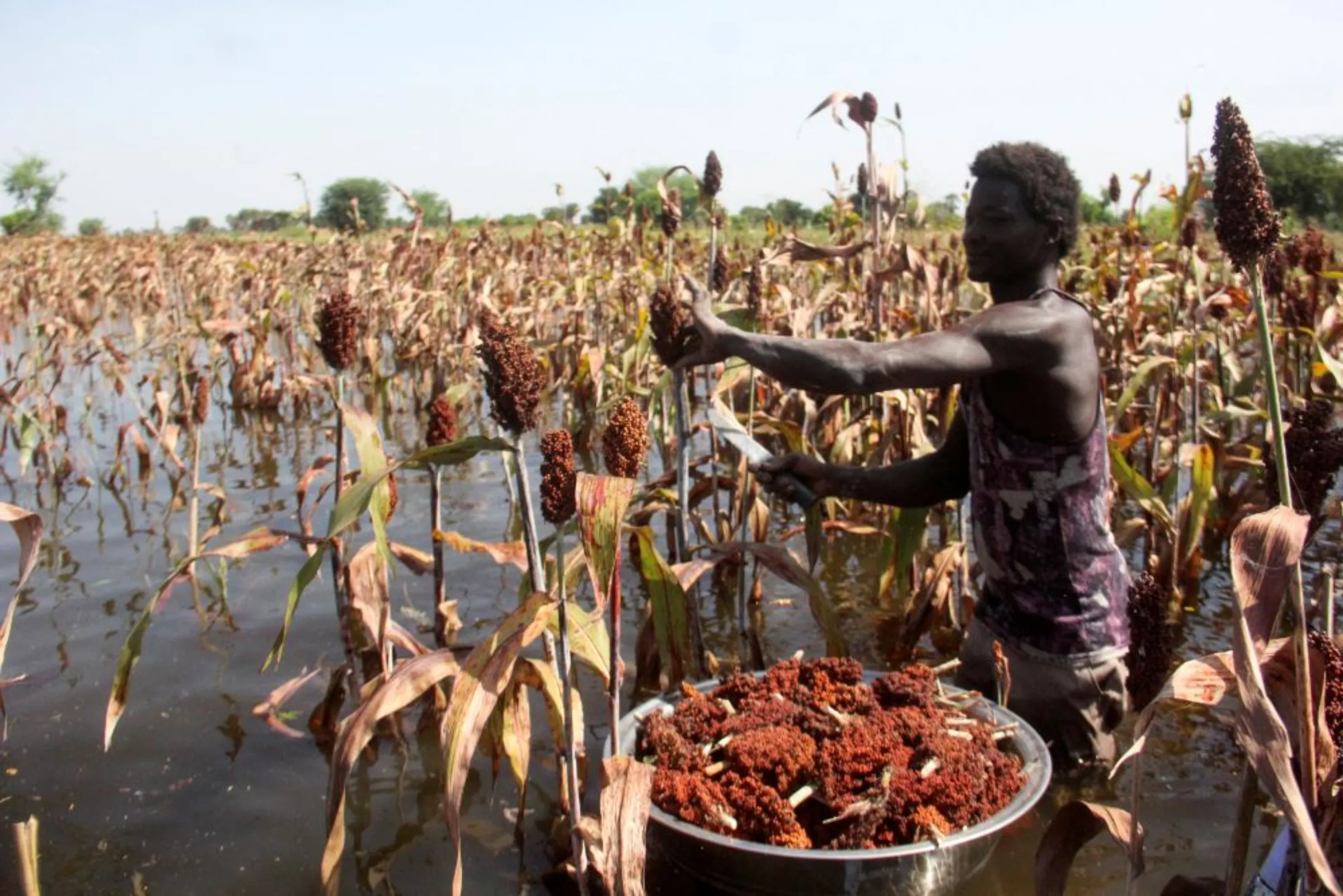 A farmer collects sorghum plant at his submerged red sorghum field after heavy rain in Kournari village, on the outskirts of Ndjamena, Chad October 26, 2022