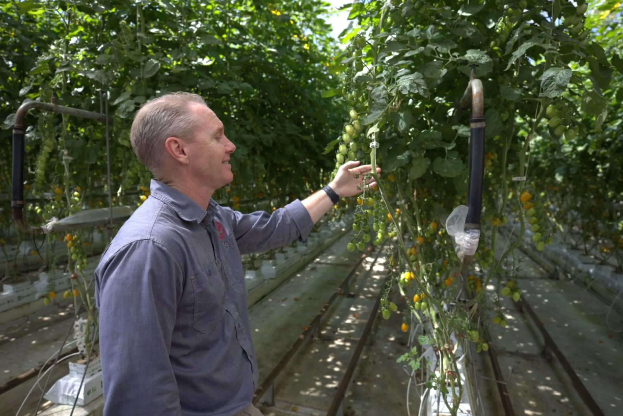 Farm manager Troy Topp, who is working on a pilot testing drones to pollinate tomatoes. January 22, 2024. Thomson Reuters Foundation/Moller Samir