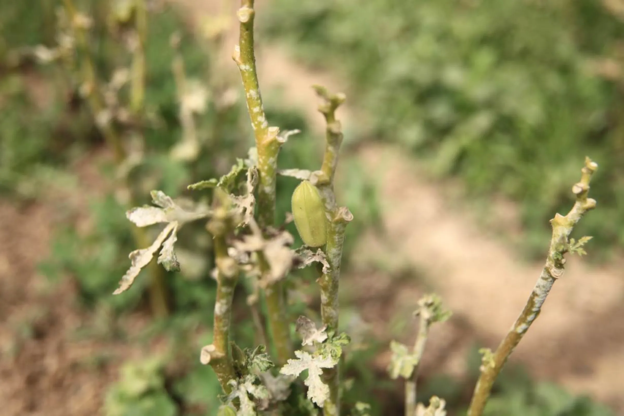 A view of farmer Qasim Abdul Wahad’s dying okra crop, affected by a new type of fungus, on his land near the village of Abu Al-Khaseeb in southern Iraq’s Basra governorate, March 6, 2022