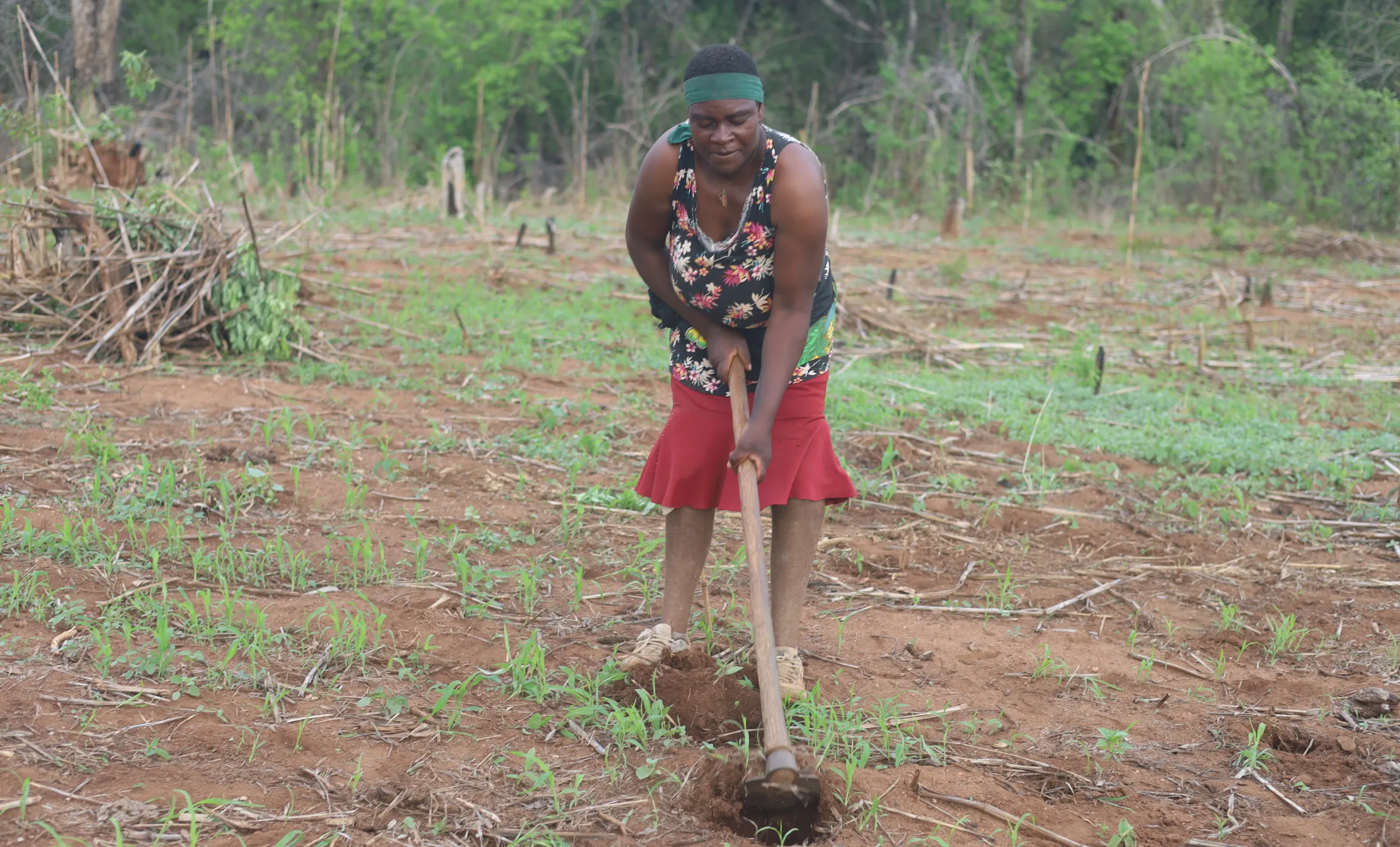 Agness Joe works on her farm near Rushinga, Zimbabwe,  Dec 7, 2025. Thomson Reuters Foundation/Farai Shawn Matiashe