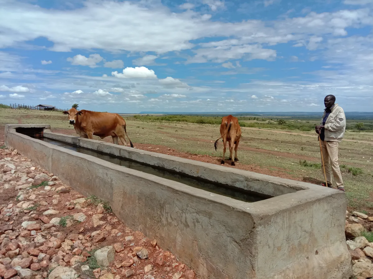 Cows drink from a water trough as a man watches