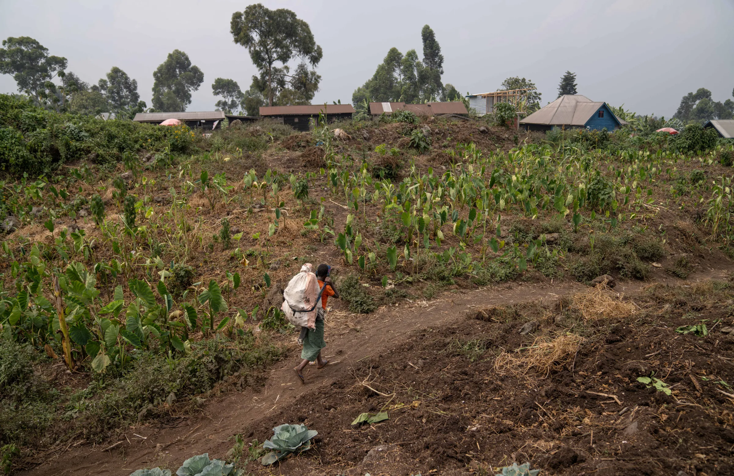 A woman carries off-cut wood at the Virunga National Park in Kibati, North Kivu province, Democratic Republic of the Congo July 10, 2024. REUTERS/Arlette Bashizi