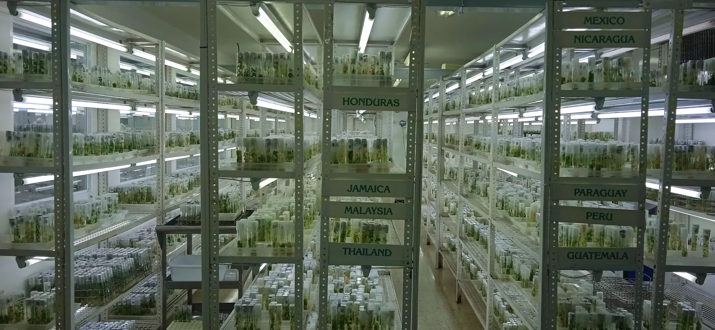 Rows of seed samples stored in the old building of the The Future Seeds gene bank, Cali, Colombia. July 23, 2022. Thomson Reuters Foundation /Anastasia Moloney