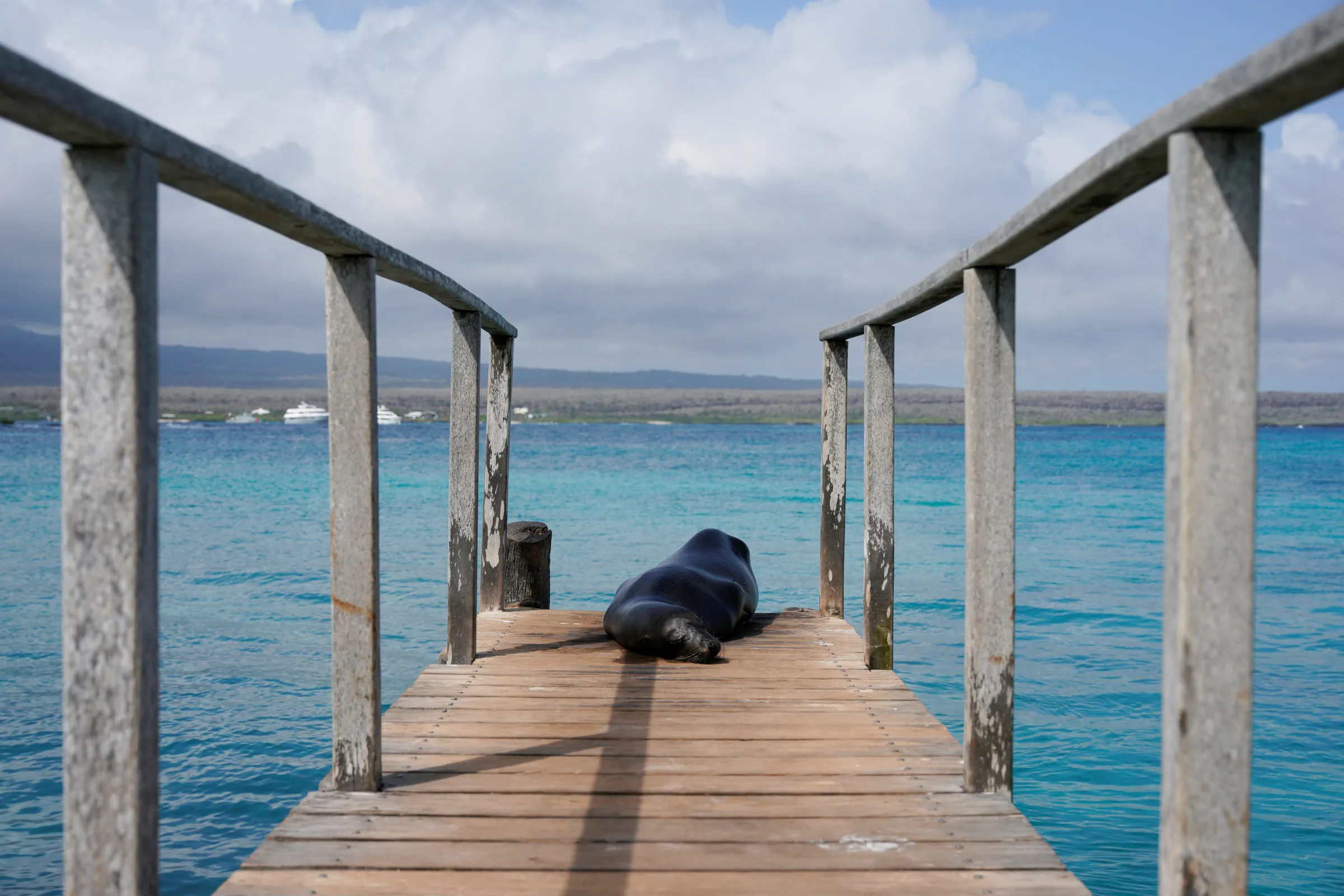 A sea lion rests on a dock on Santa Cruz Island, after Ecuador announced the expansion of a marine reserve that will encompass 198,000 square kilometres (around 76,448 square miles), in the Galapagos Islands, Ecuador, January 16, 2022.  REUTERS/Santiago Arcos