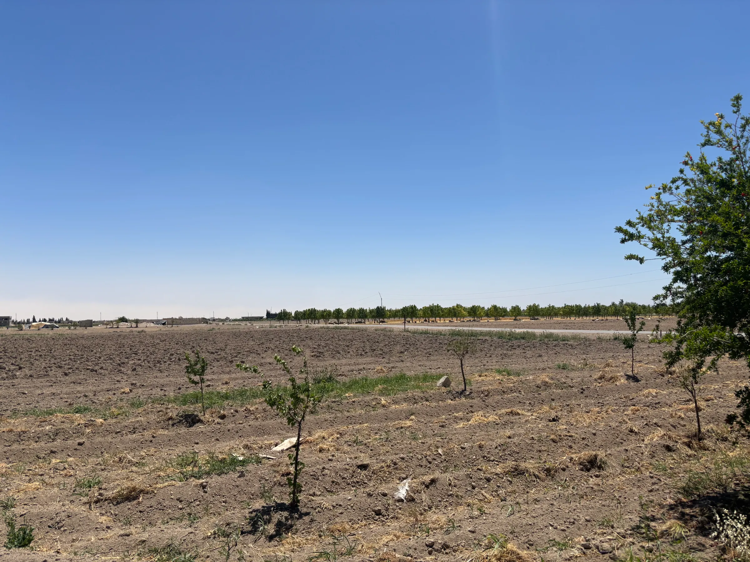 Withered agricultural fields in Al- Nashabiyah, Syria, May 19, 2025. Thomson Reuters Foundation/Nazih Osseiran.
