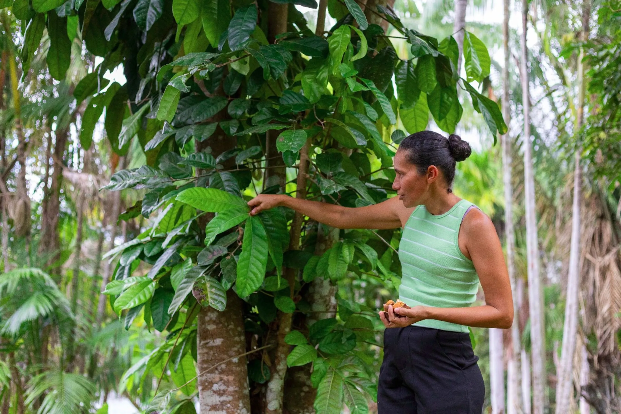 Elisângela Barbosa touches the leaves of an andiroba tree and holds an open andiroba fruit, used to make cosmetics, in RDS Puranga Conquista, Manaus, Brazil, March 13, 2025. Nathalie Brasil/Thomson Reuters Foundation