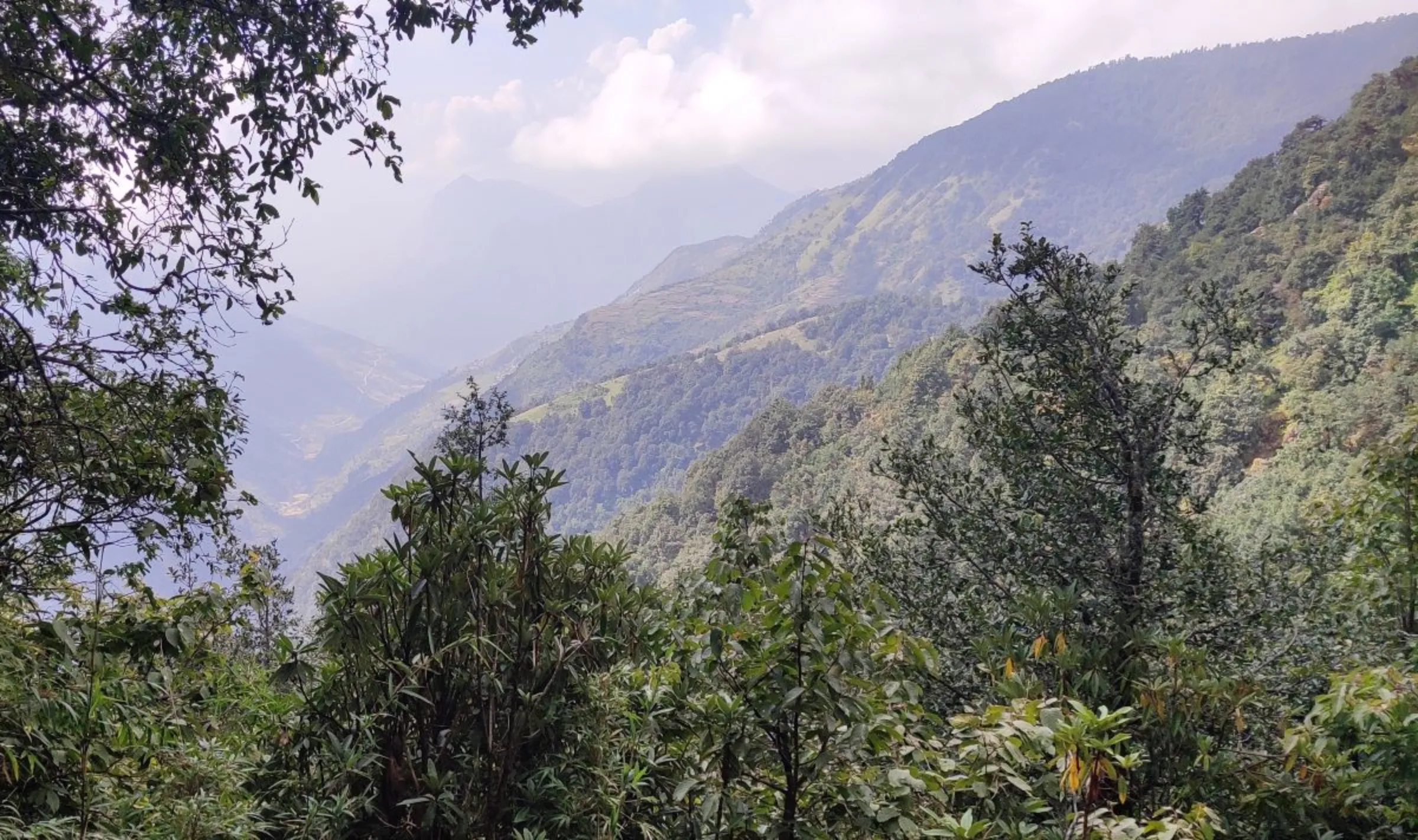 Trees Like Women Best Nepals Forests Thrive With Female Bosses Context 