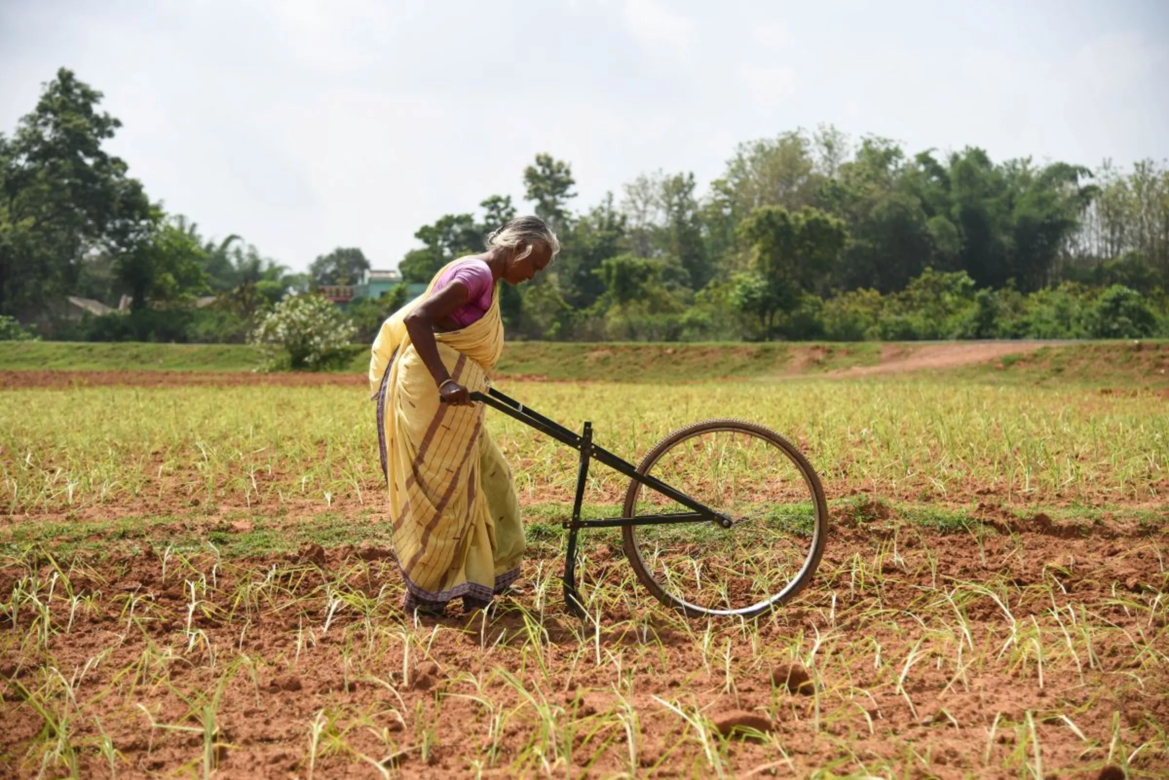 A millet farmer in Kaurikala village, India, on July 12, 2023. Thomson Reuters Foundation/Tanmoy Bhaduri