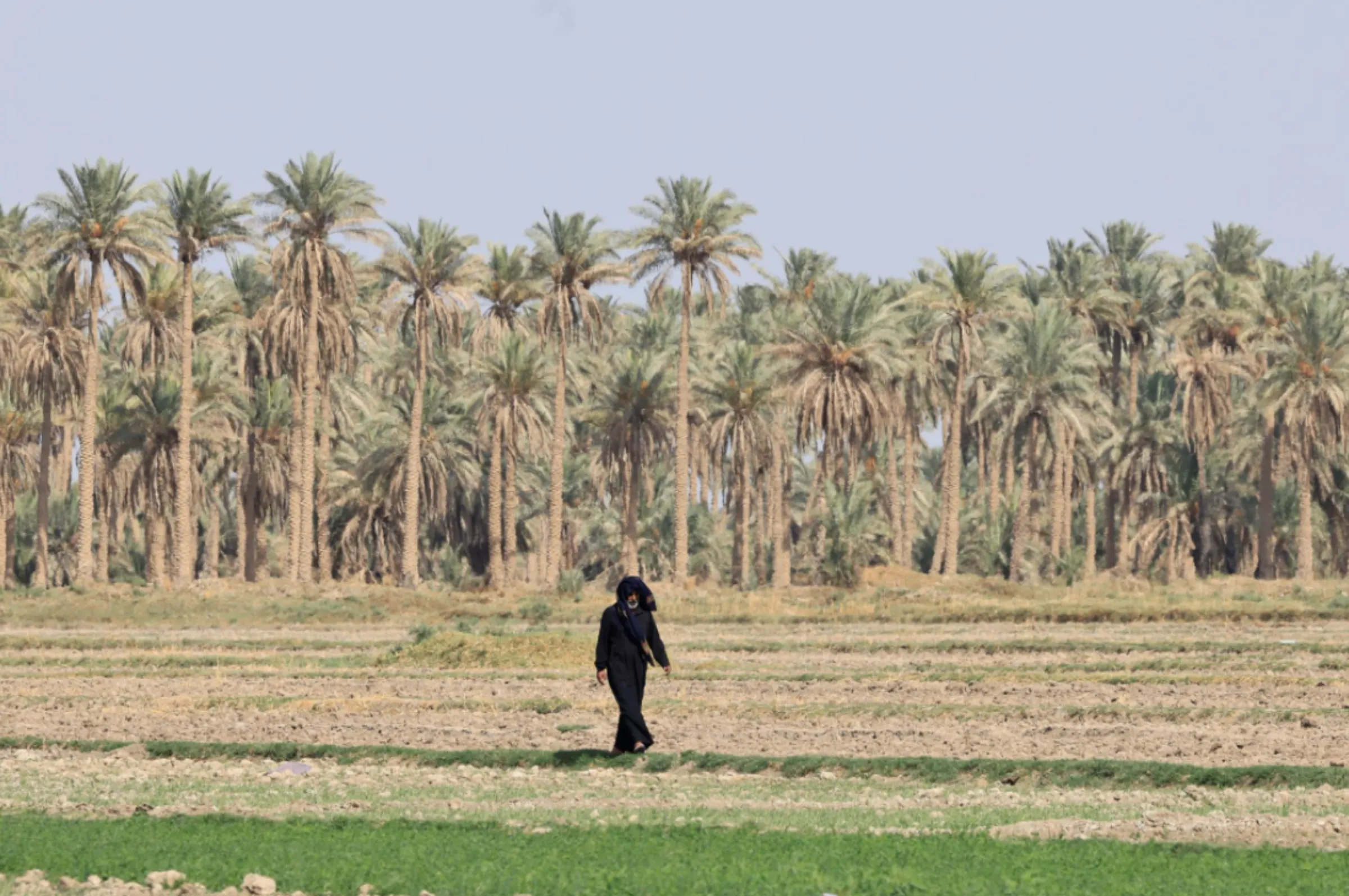 A farmer walks on a farm in al-Meshkhab district in Najaf, Iraq, October, 12, 2022