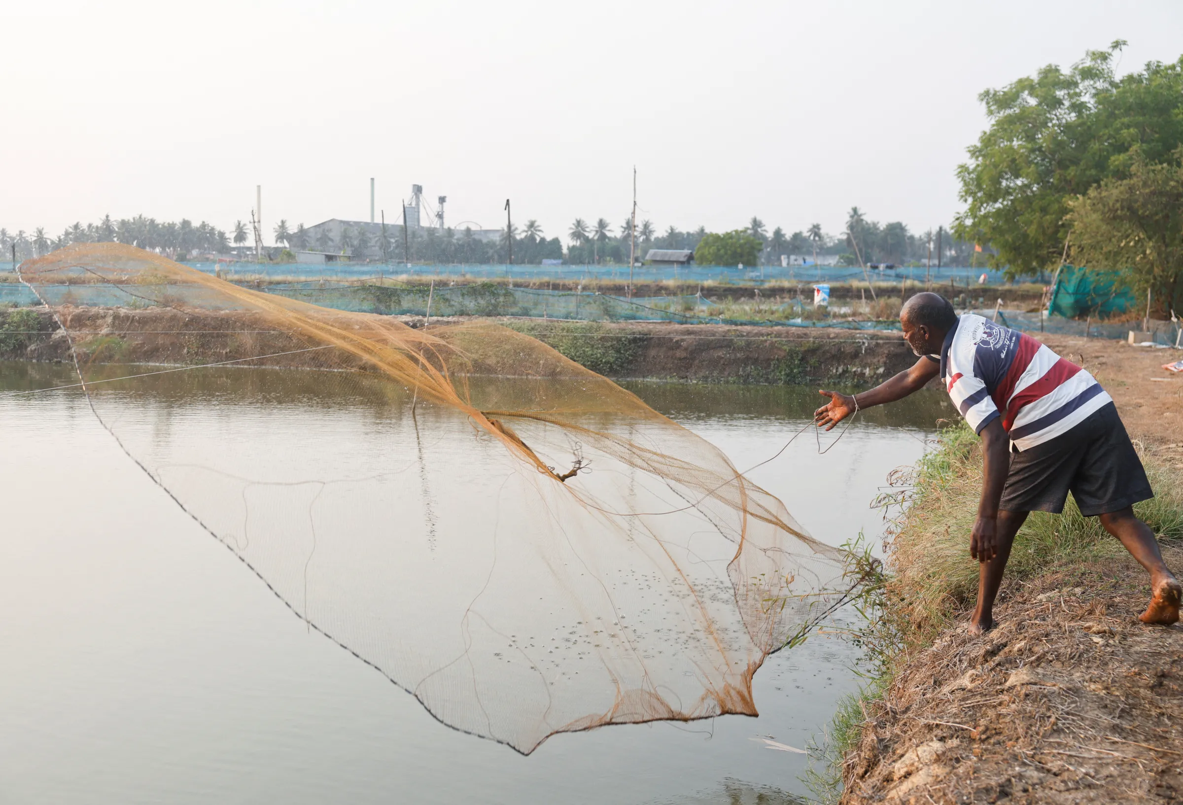 A farmer casts a net to catch fresh live shrimps on a shrimp farm in Ganapavaram village of Eluru district in Andhra Pradesh, India, April 11, 2025. REUTERS/Sahiba Chawdhary