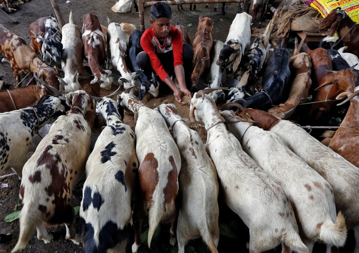 A boy feeds his goats at a livestock market ahead of the Muslim festival of Eid al-Adha in Kolkata, India, August 9, 2019. REUTERS/Rupak De Chowdhuri