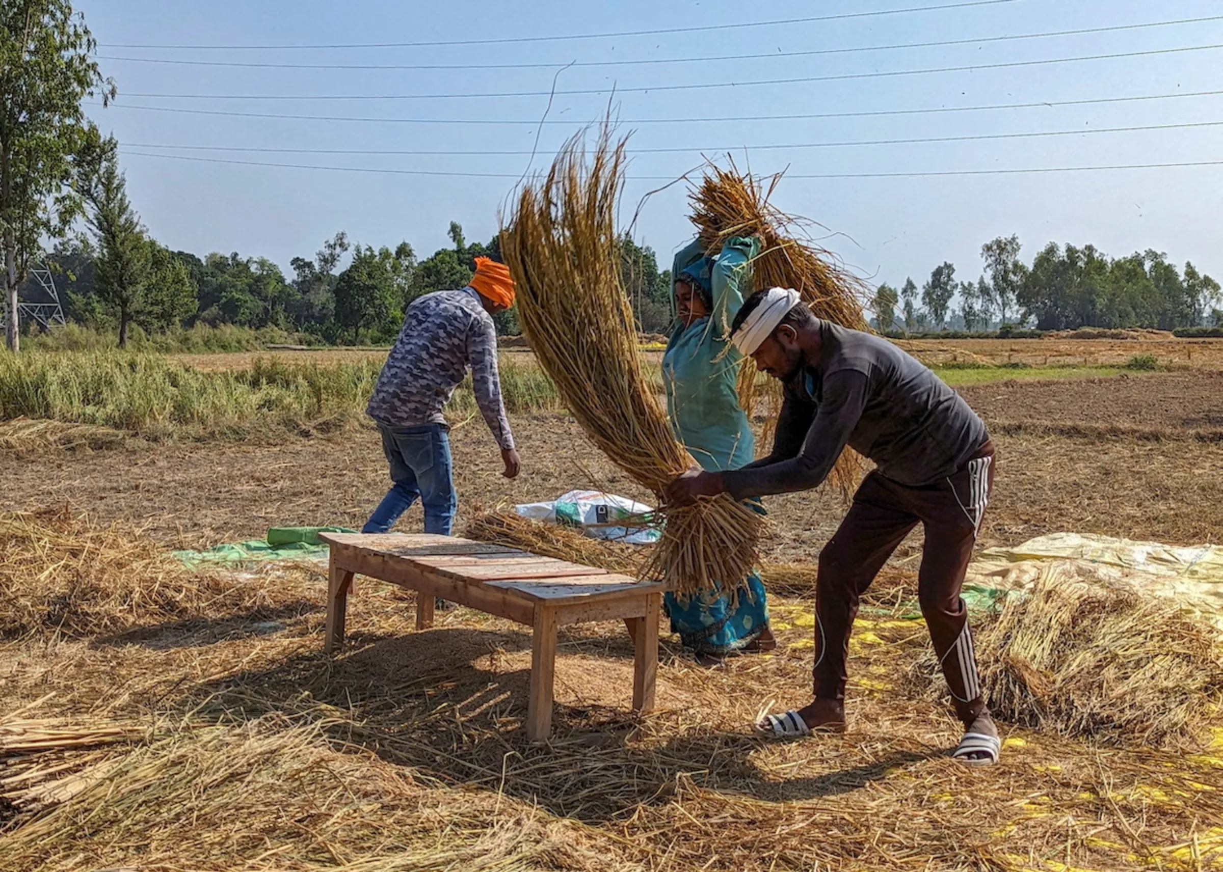 Farmers harvest paddies in their field at Satrikh village, in the northern state of Uttar Pradesh, India October 19, 2023