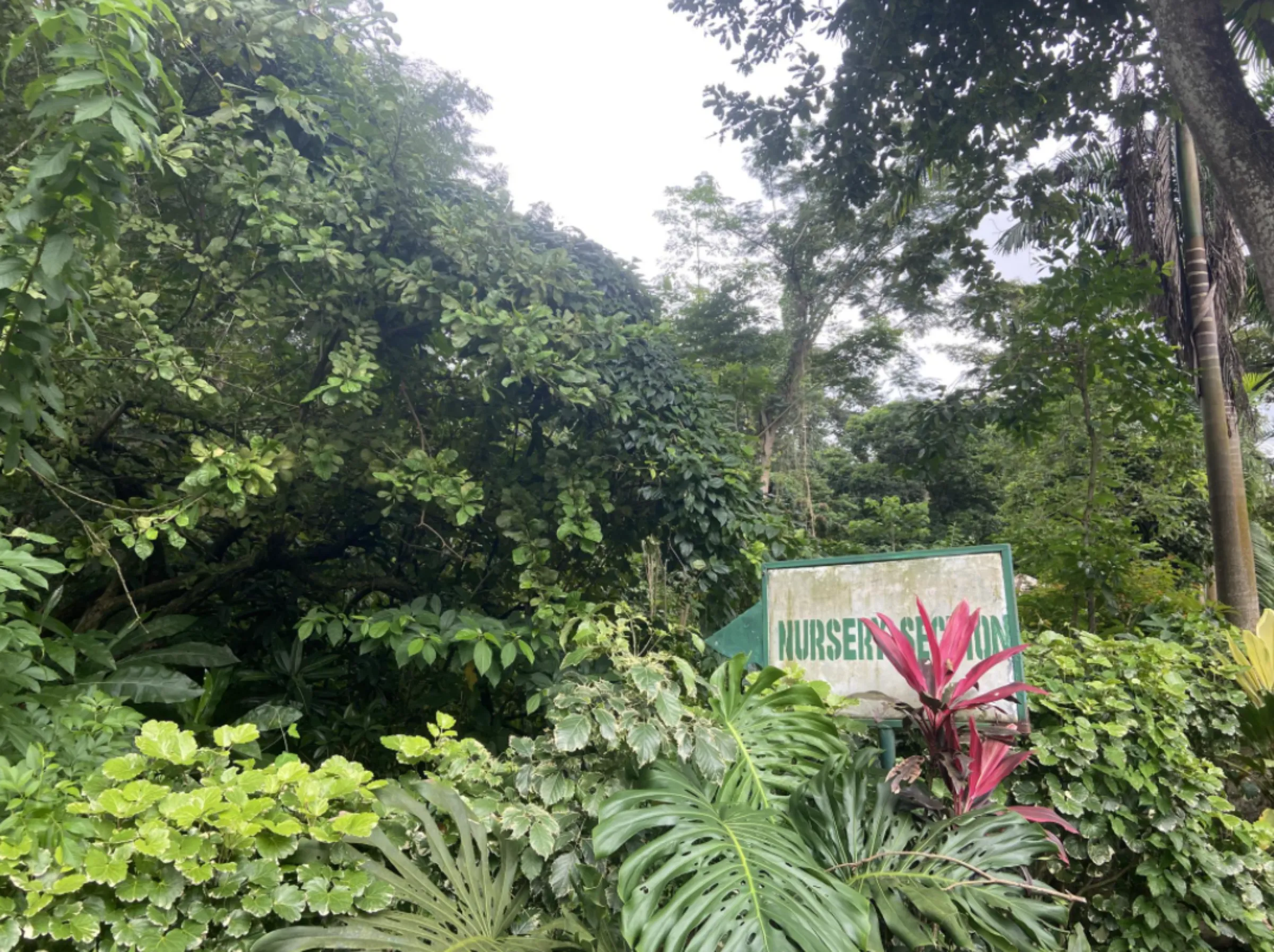 The University of Ibadan’s botanical garden is one of oldest in Nigeria, September 27, 2022