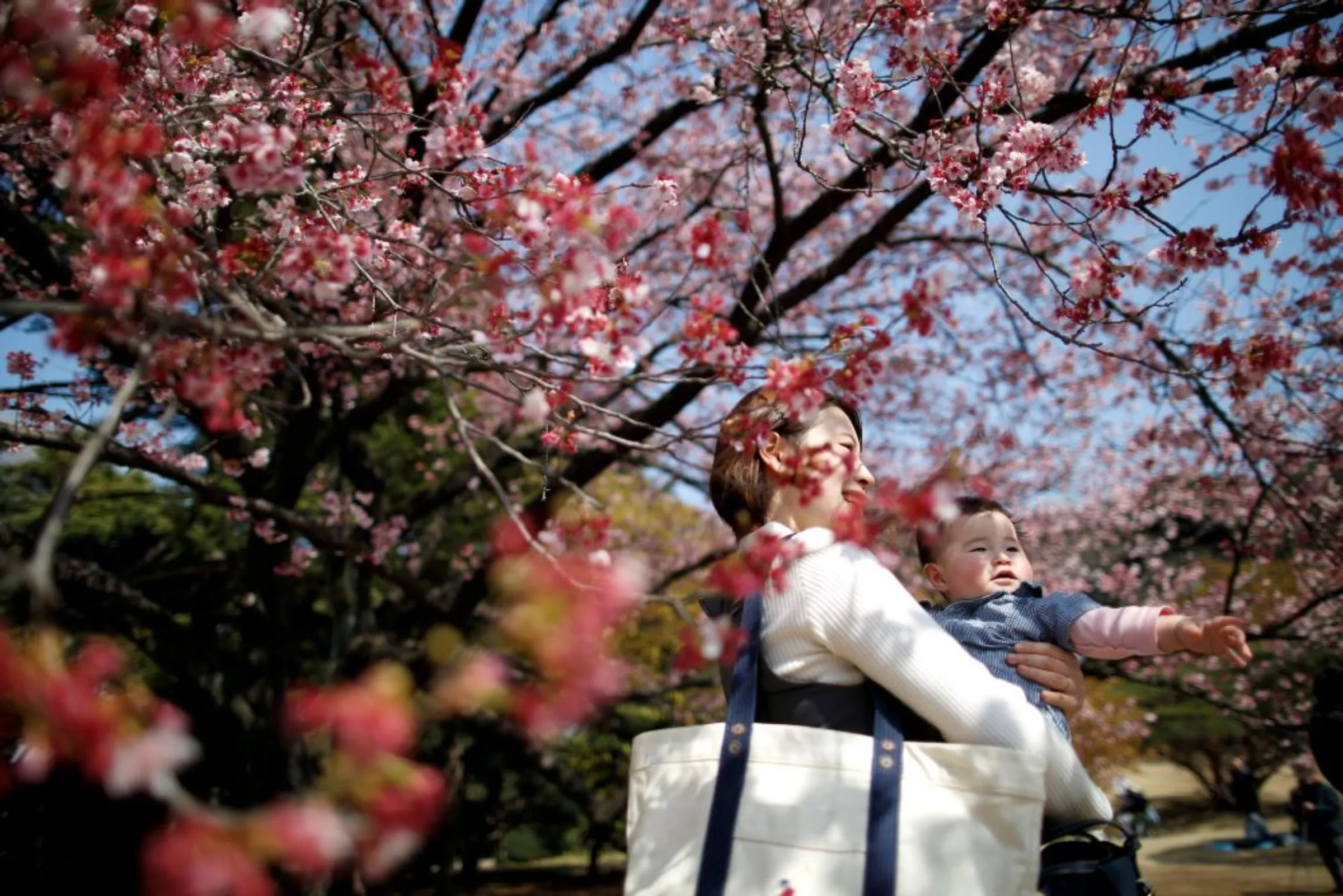 A seven-month-old baby and her mother look at early flowering Kanzakura cherry blossoms in full bloom at the Shinjuku Gyoen National Garden in Tokyo, Japan March 14, 2018